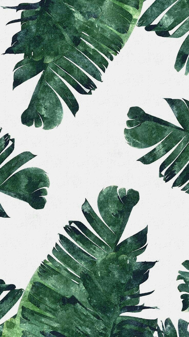 iPhone Wallpaper. Leaf, Green, Plant, Monstera deliciosa, Flower