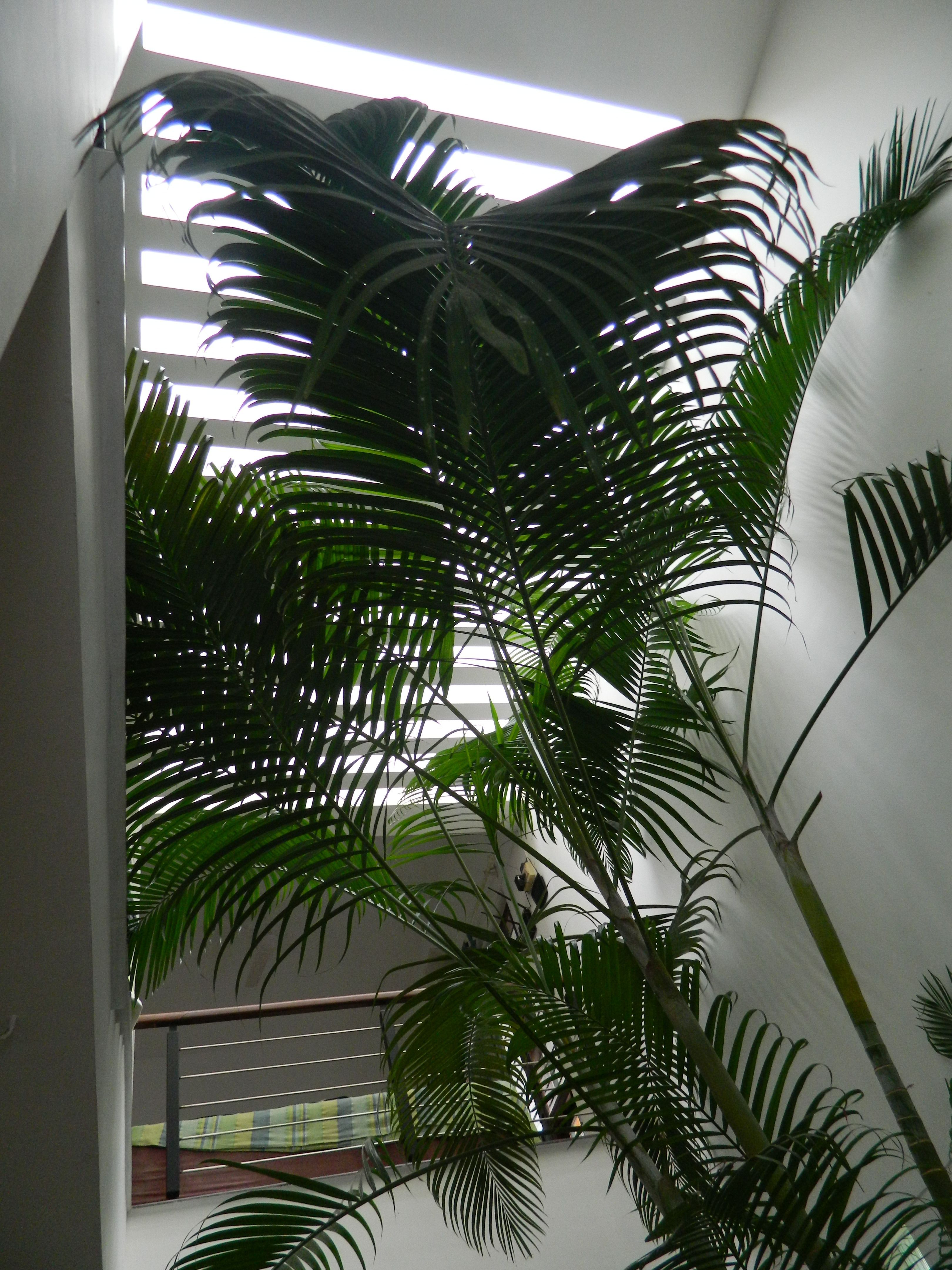 skylight with a palm in the living room. Plant