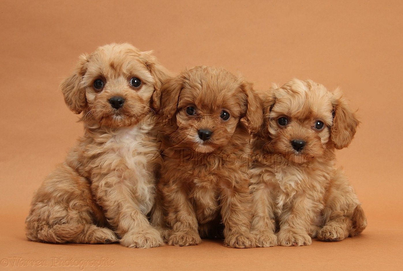Three Cavapoo Pups, Just For You X. Cavapoo Puppies, Poochon Puppies