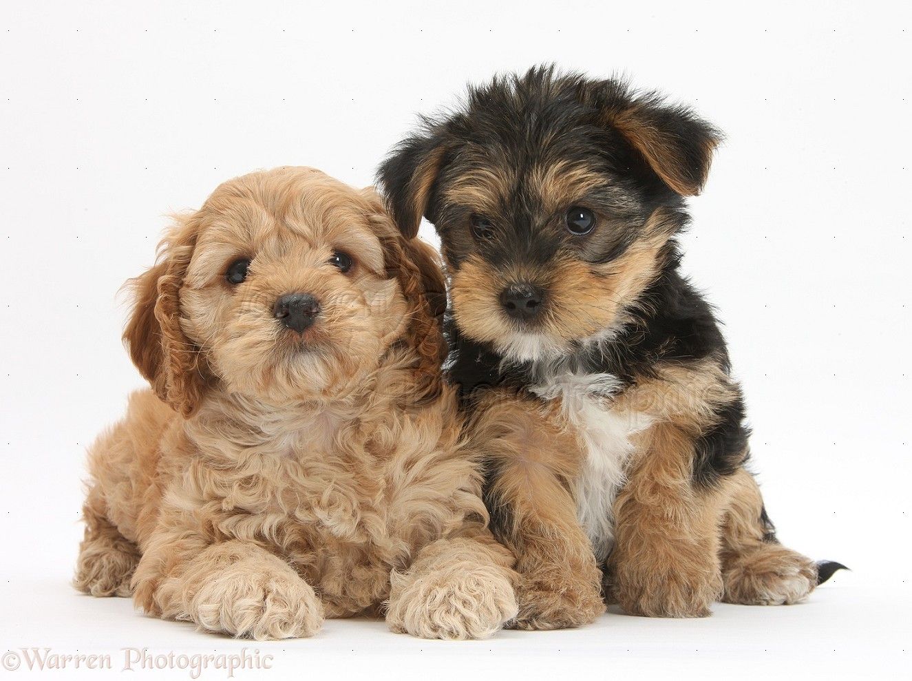 Dogs: Cavapoo pup and Yorkie pup photo WP28944