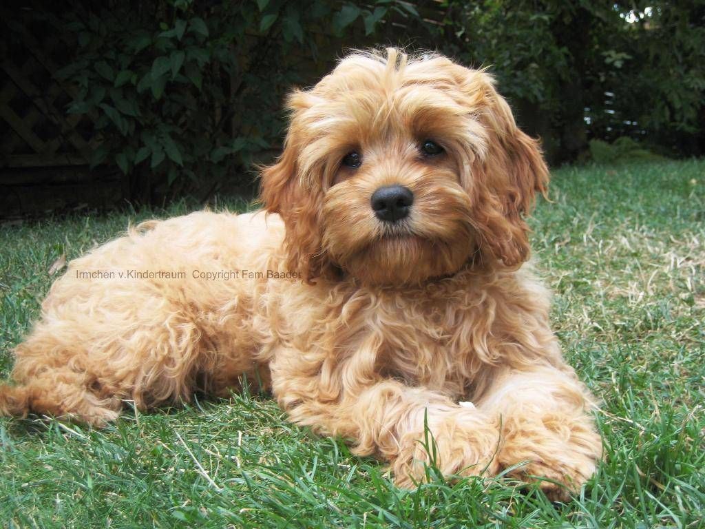 Cavapoo could be the best of both worlds.and so adorable!. Cute