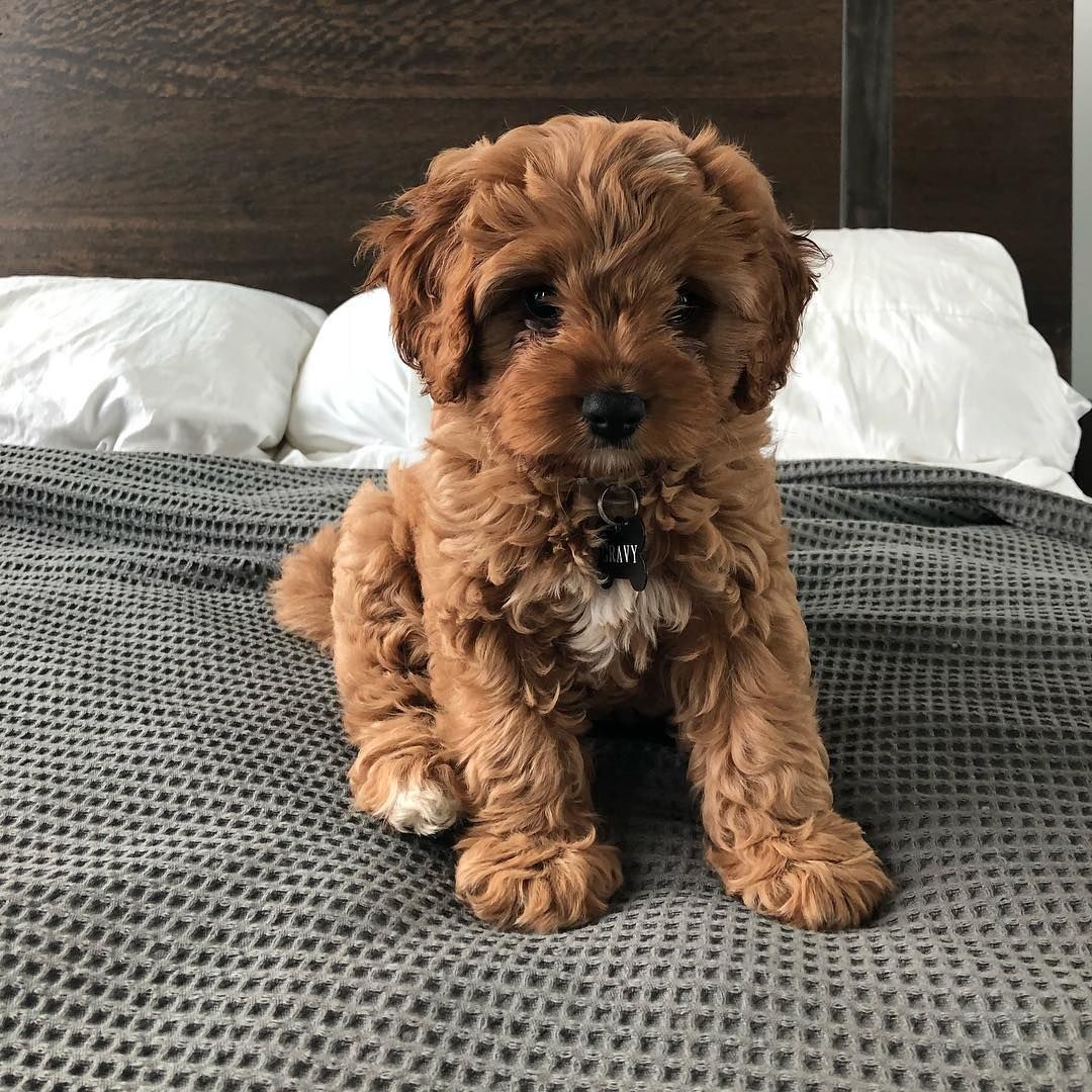 Everything You Need to Know About a Cavapoo #cavapoo