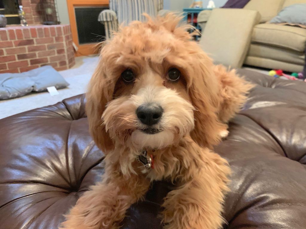 Helping a Cavapoo Puppy Get Over Her Fear of the Stairs: Dog Gone
