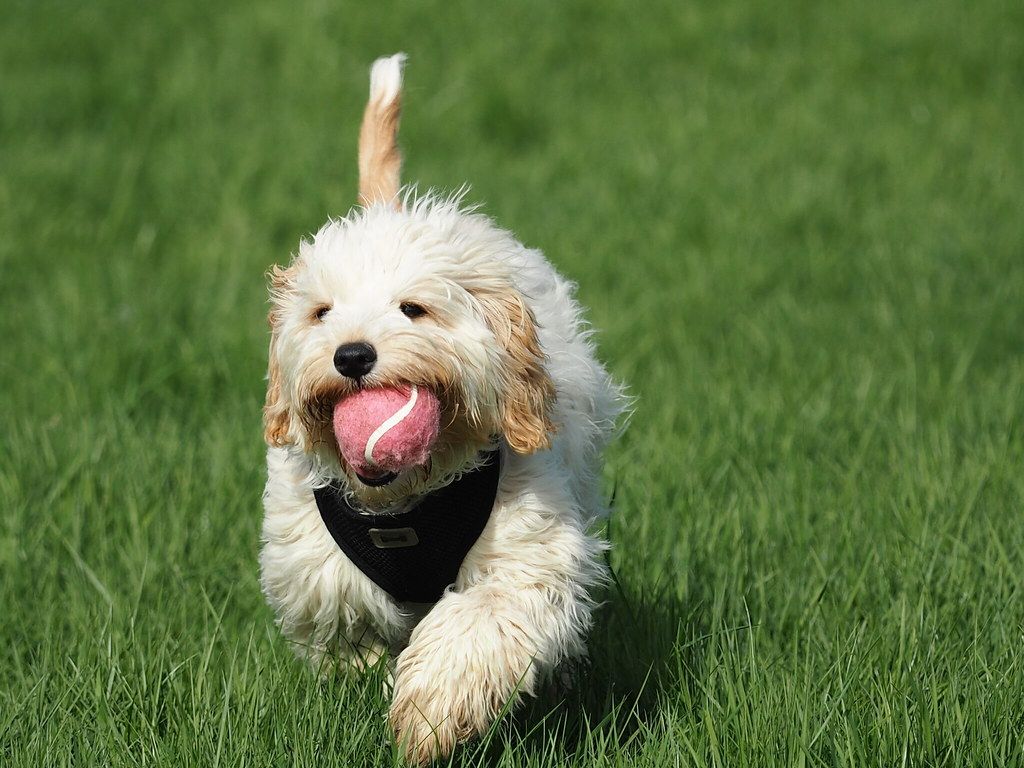 Best type of toys for Cavapoos (Cavoodles)