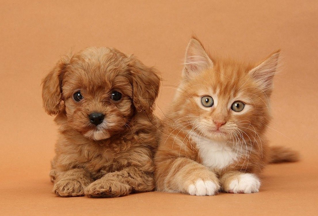 Ginger Kitten, Butch, 9 Weeks Old, And Cavapoo Pup On Brown