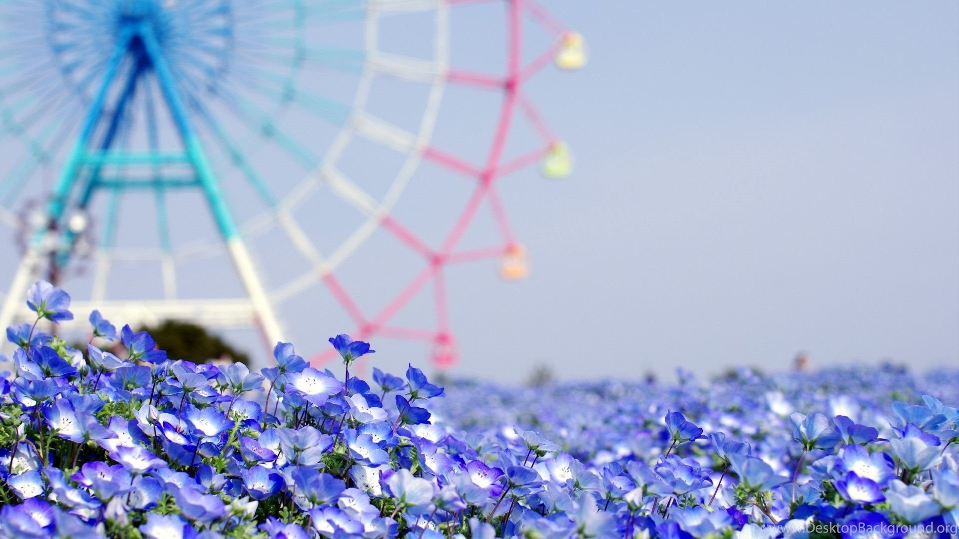 Summer Blue Flower Wallpaper Tumblr. Desktop Background