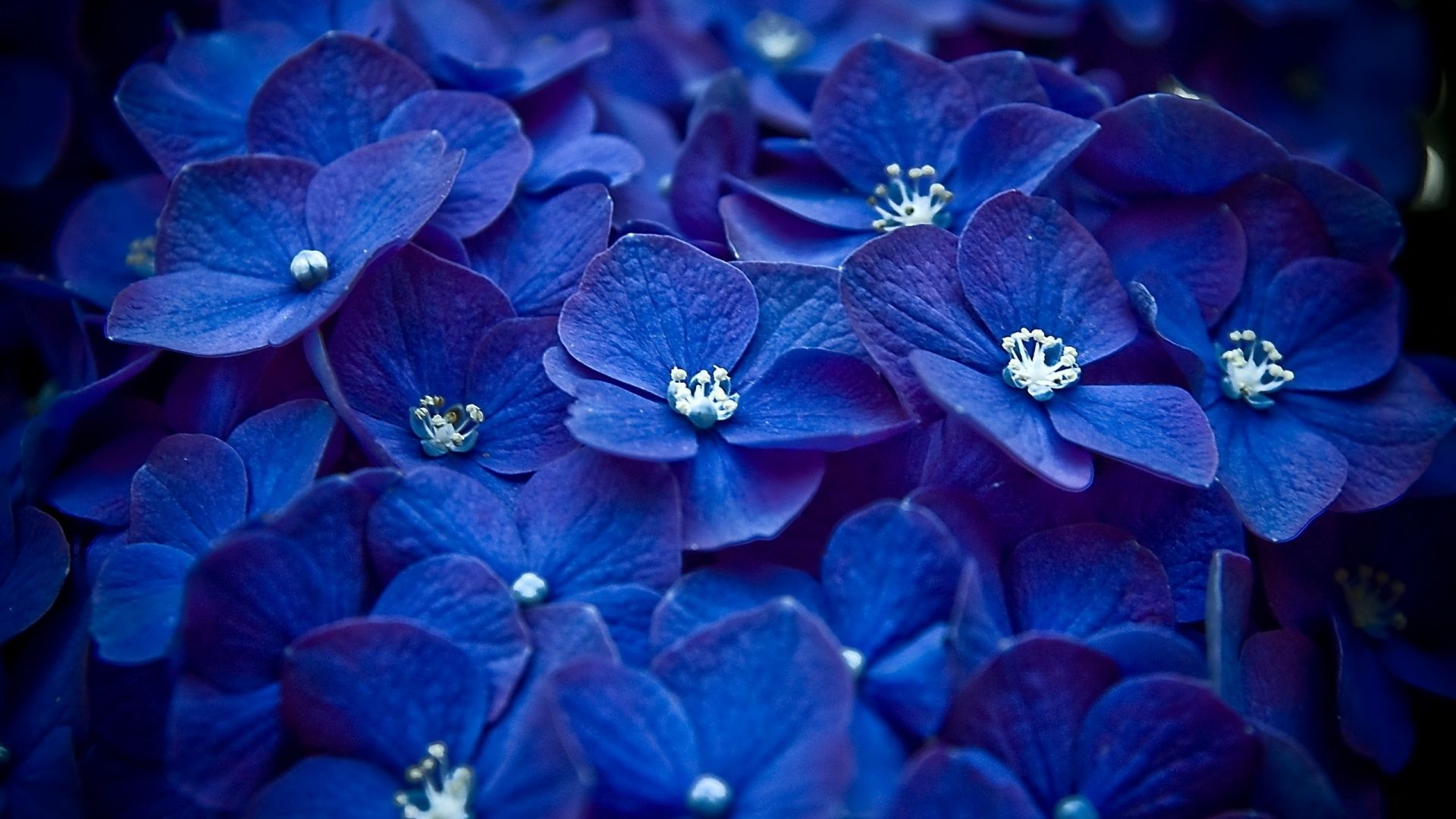 blue flowers HD free wallpaper for tumblr