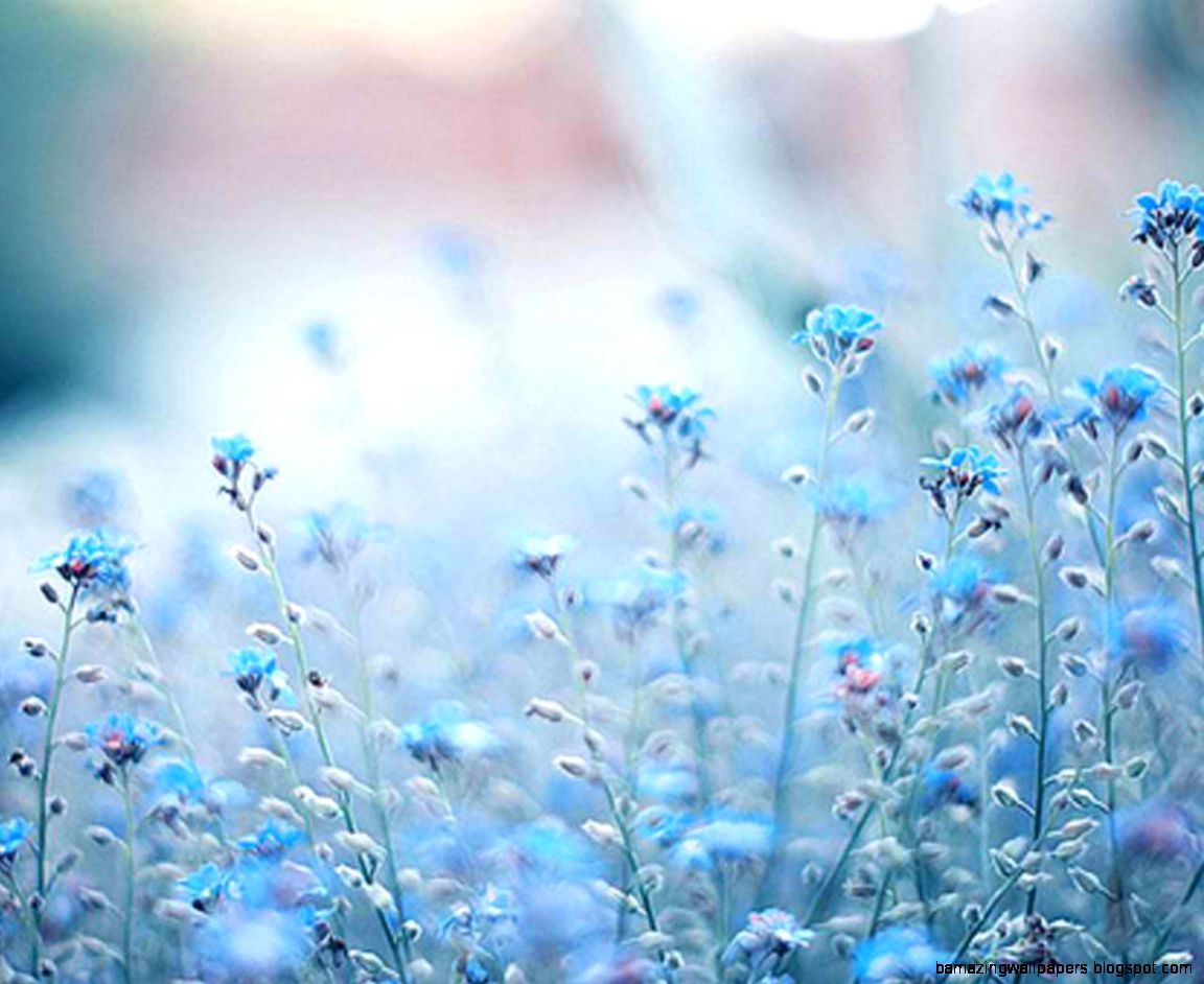 Blue Flowers Tumblr Photography