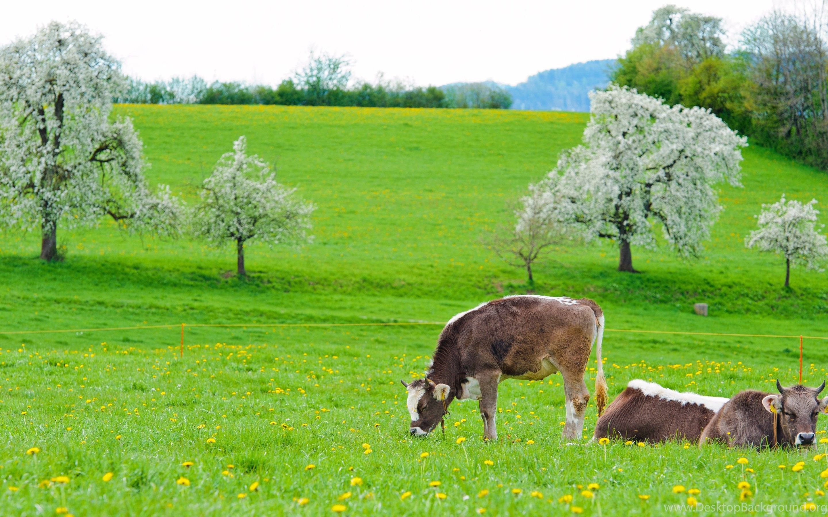 Spring Cows Widescreen Wallpaper Desktop Background