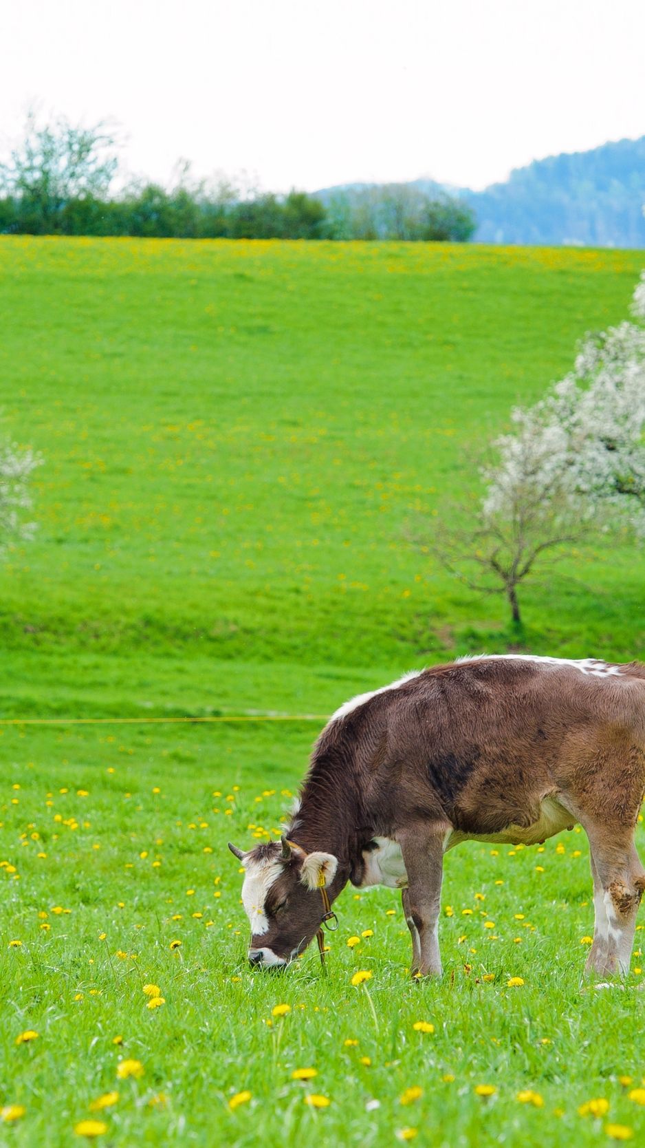 Download wallpaper 938x1668 cows, grass, spring, food, lie iphone