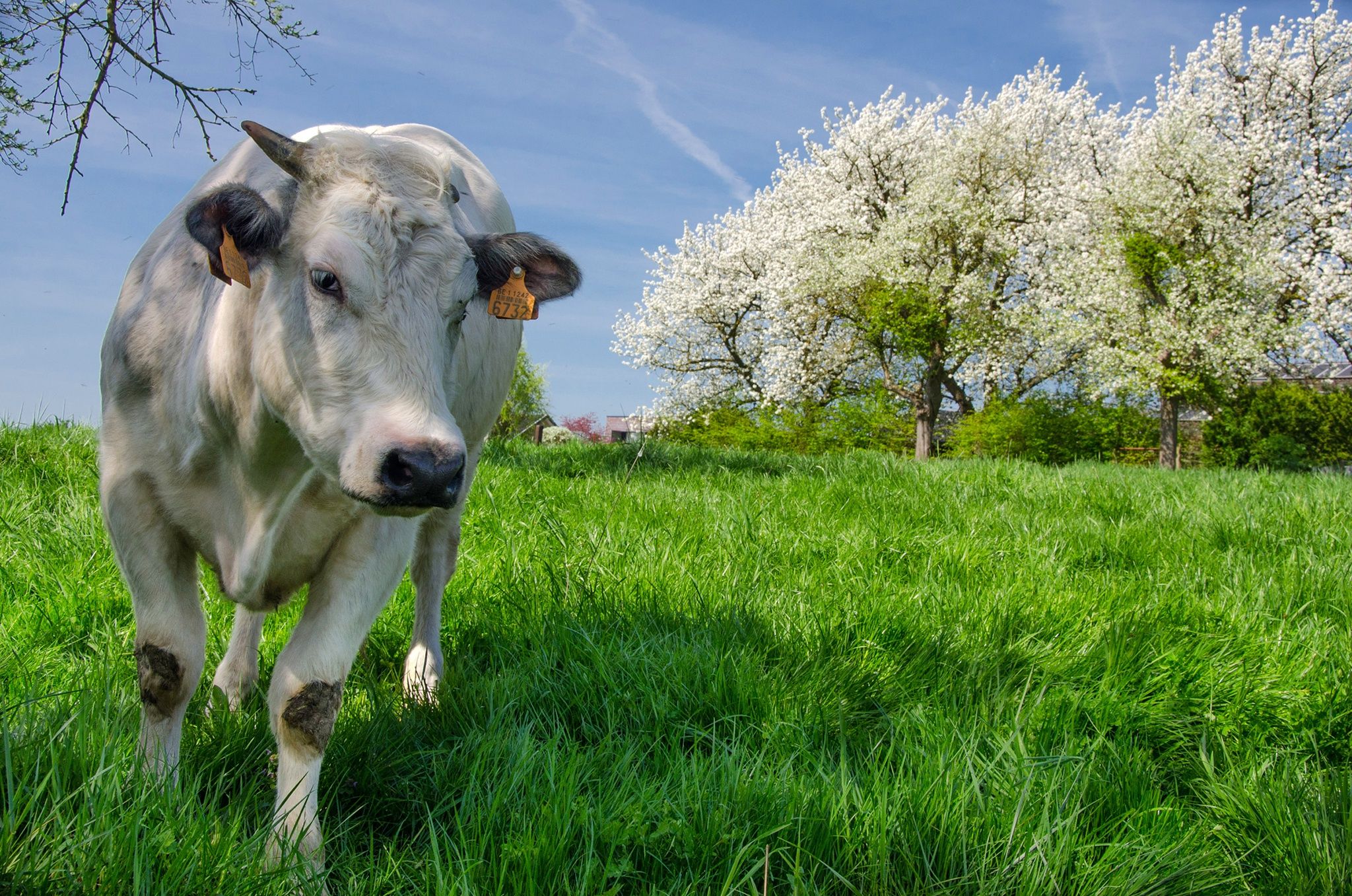 Spring Cows Wallpapers Wallpaper Cave