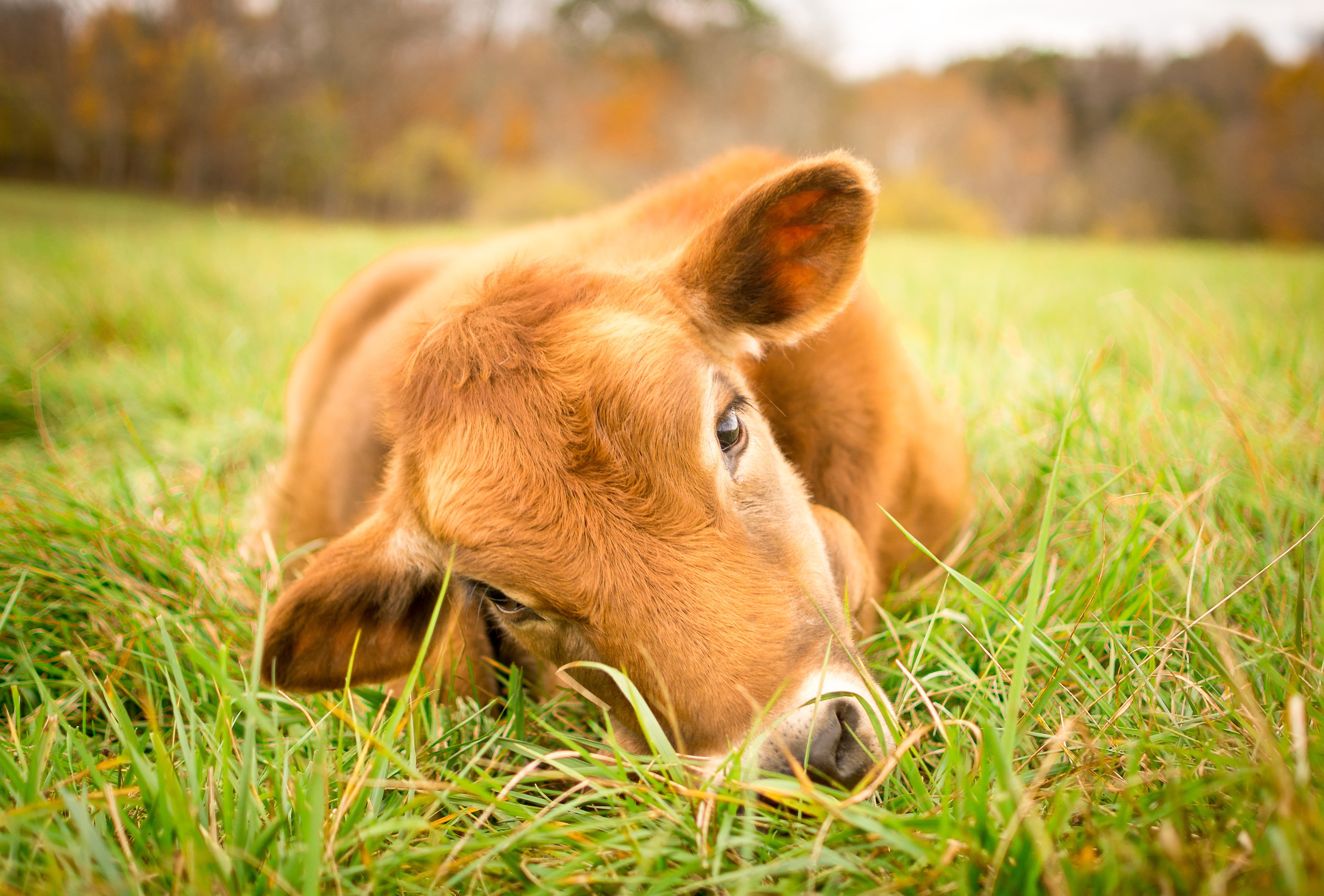 Brown cow on top of green grass field, poplar HD wallpaper