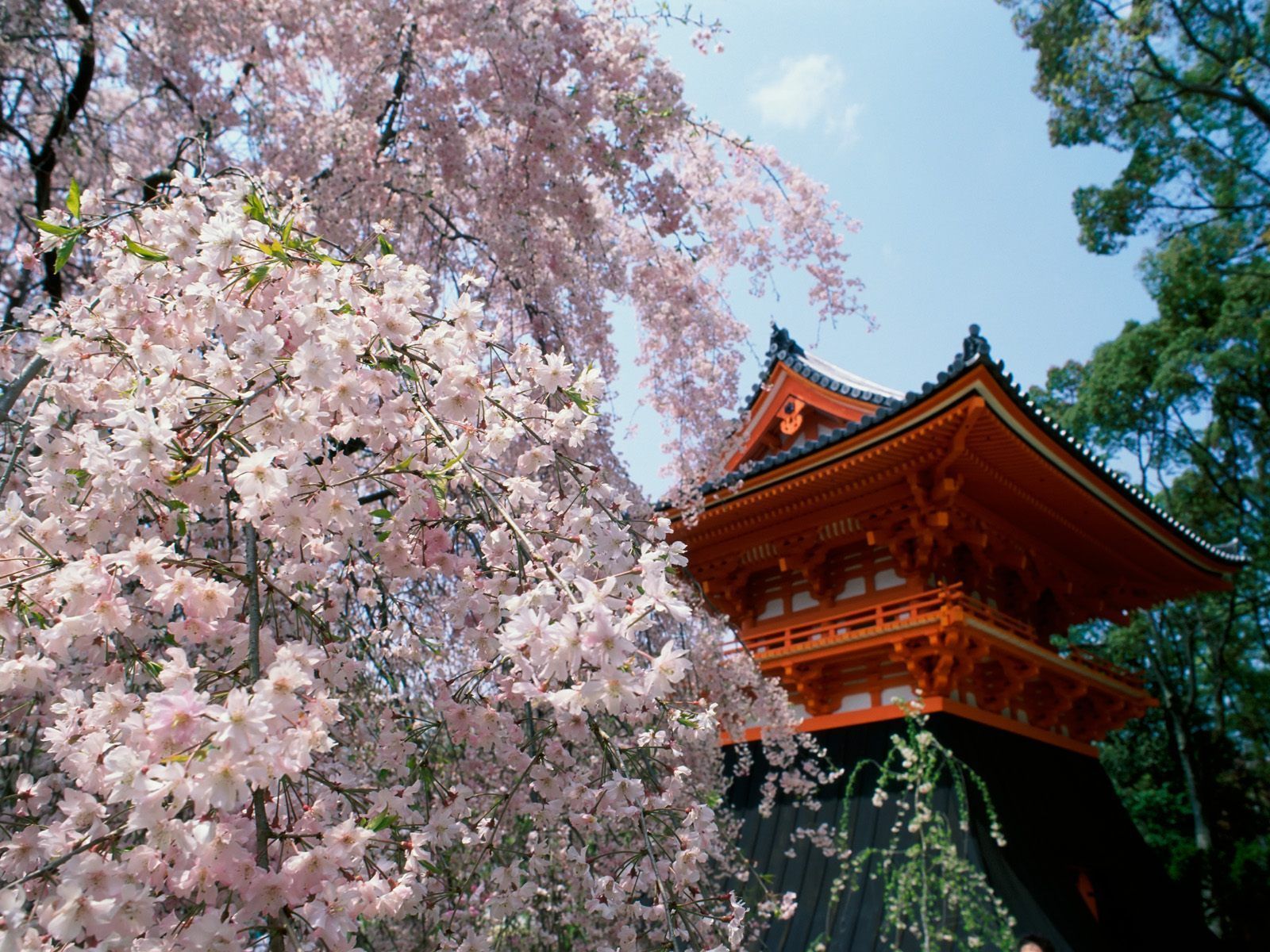 Kyoto Cherry Blossom Desktop Wallpaper Free Kyoto Cherry