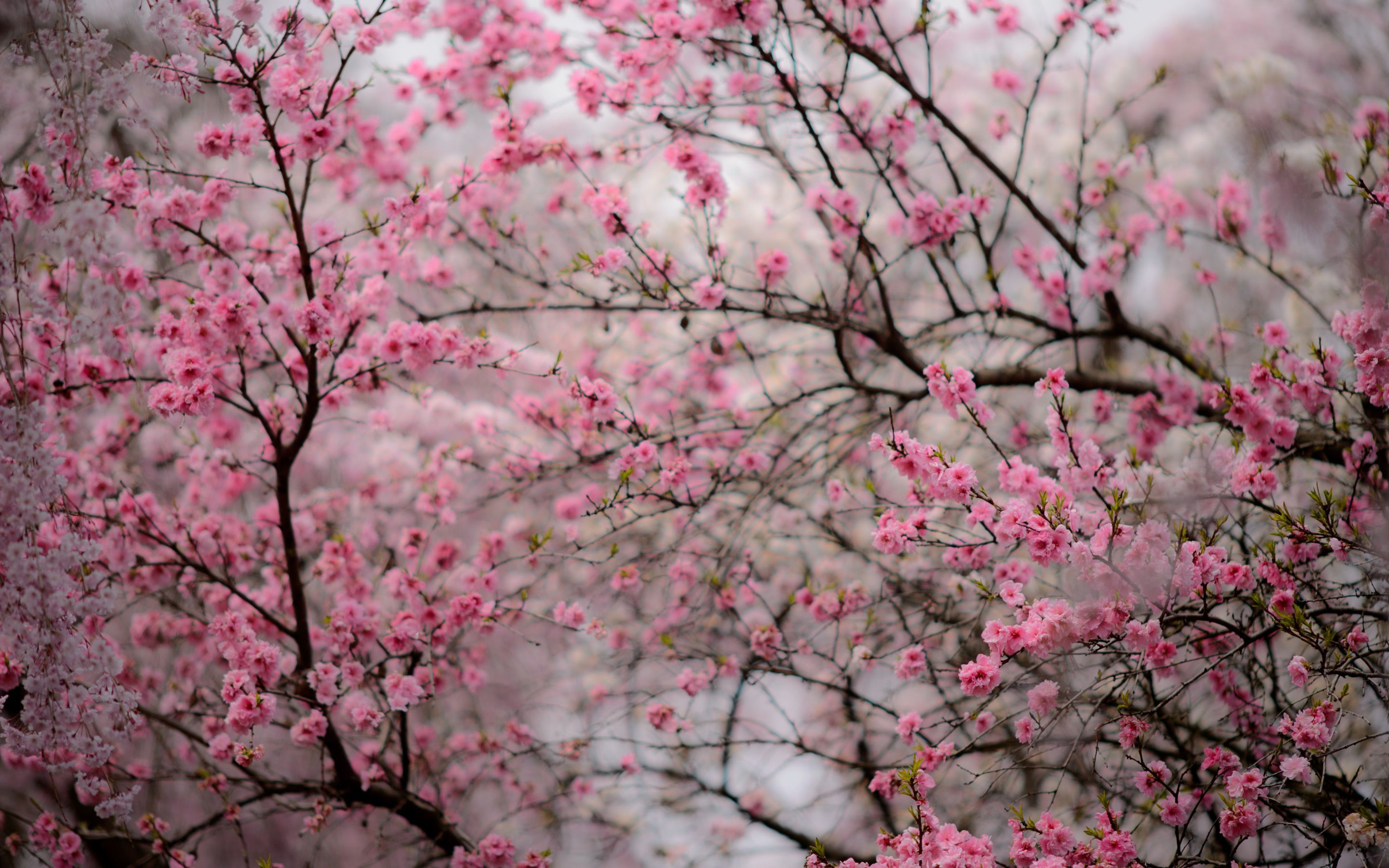 Kyoto Cherry Blossom Desktop Wallpaper Free Kyoto Cherry