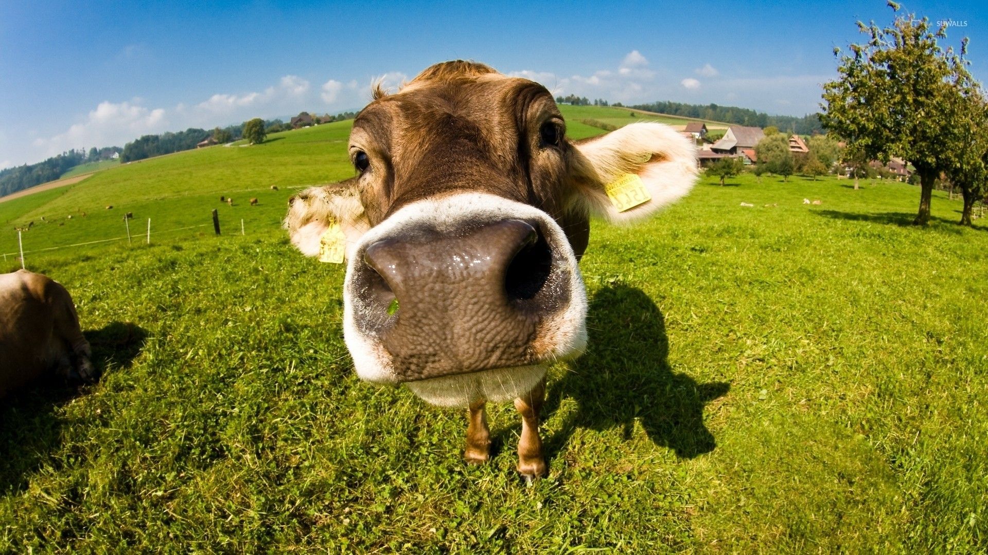 Cow Wallpaper Free Cow Background