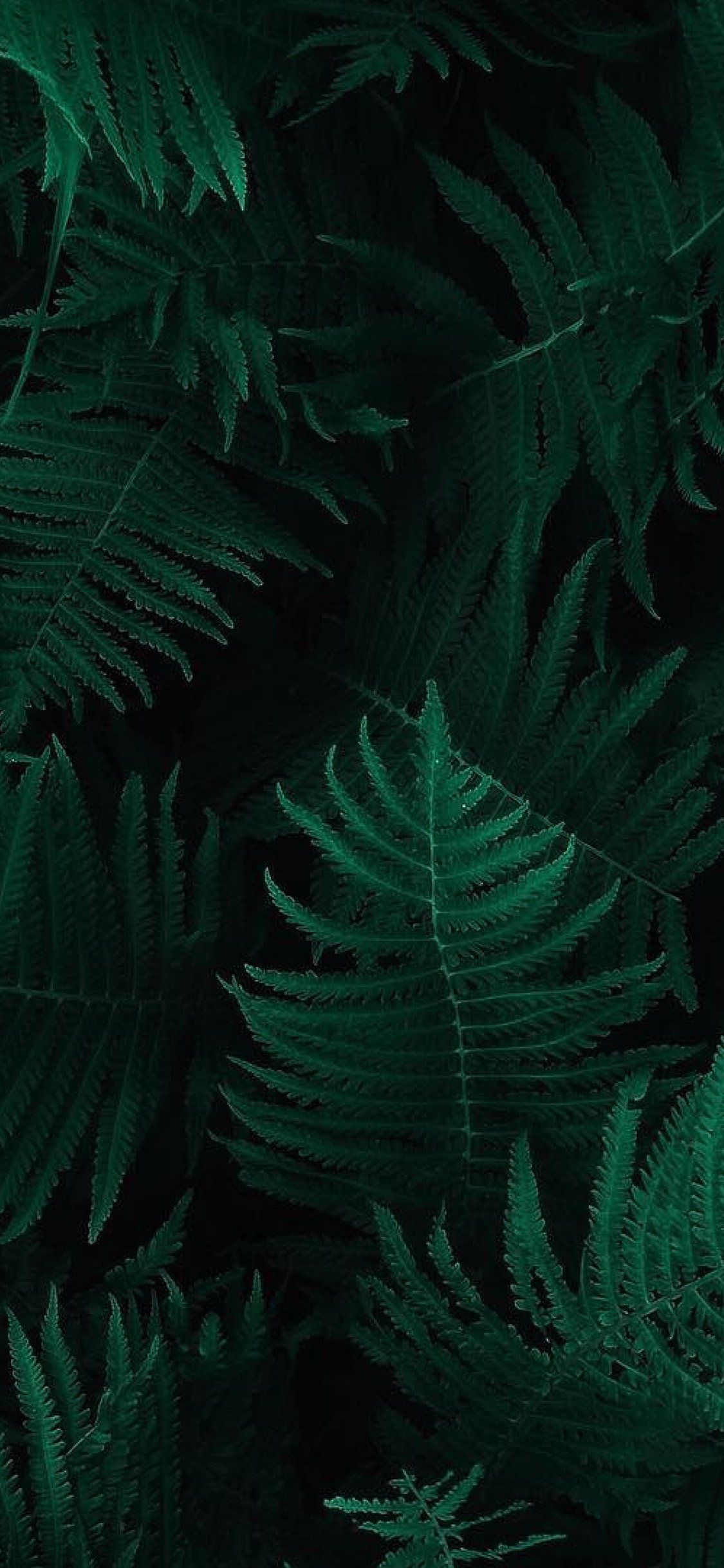 Dark Green Leaves iPhone Wallpaper Hd, HD Wallpaper & background