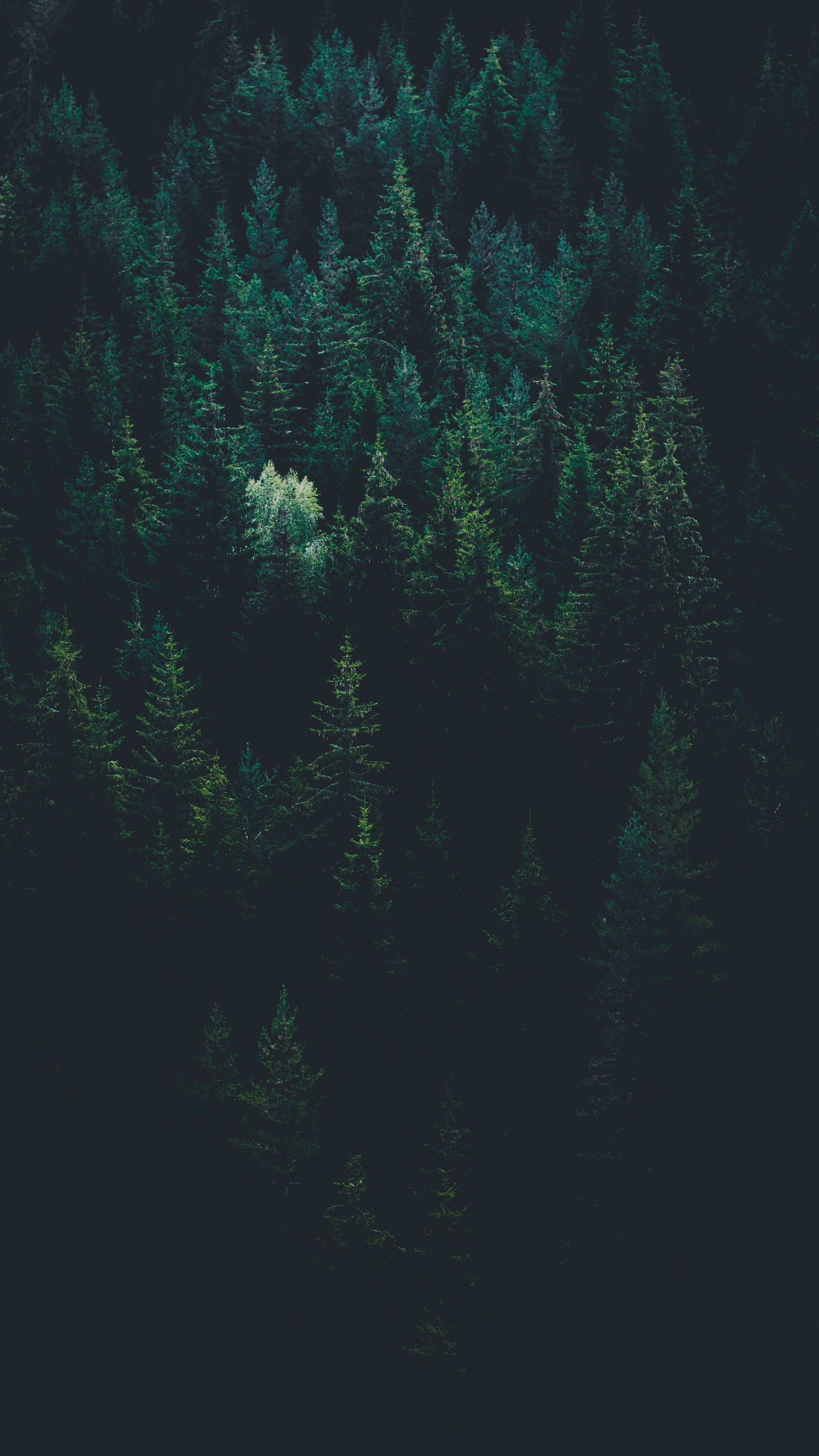 Forest Wallpapers: Free HD Download [500+ HQ]