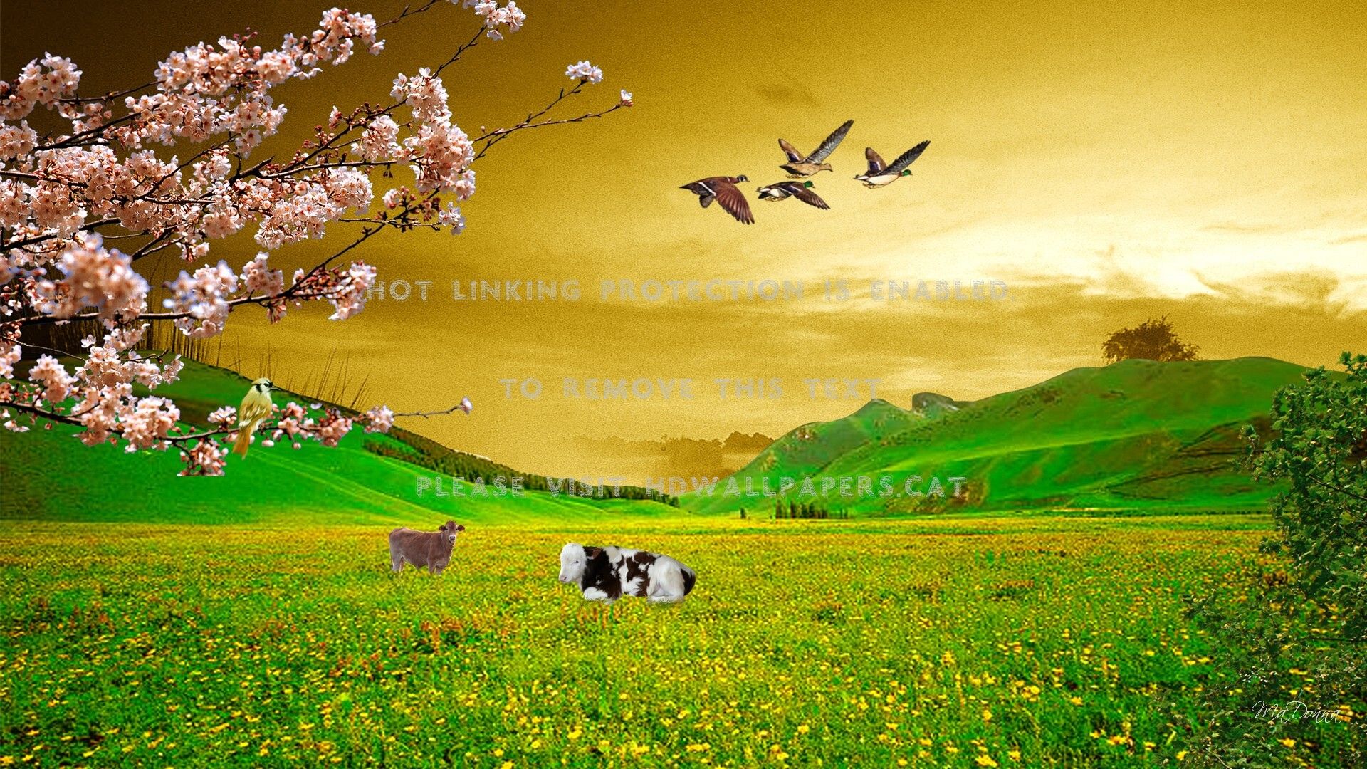 spring farming cows cattle cherry blossoms