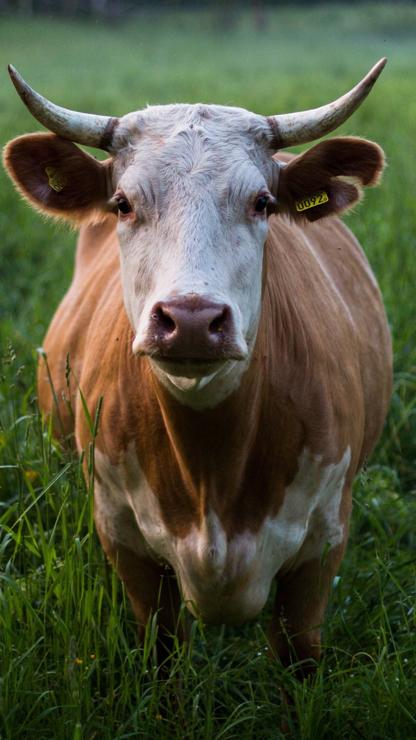Cow in Grass Wallpaper, Android & Desktop Background