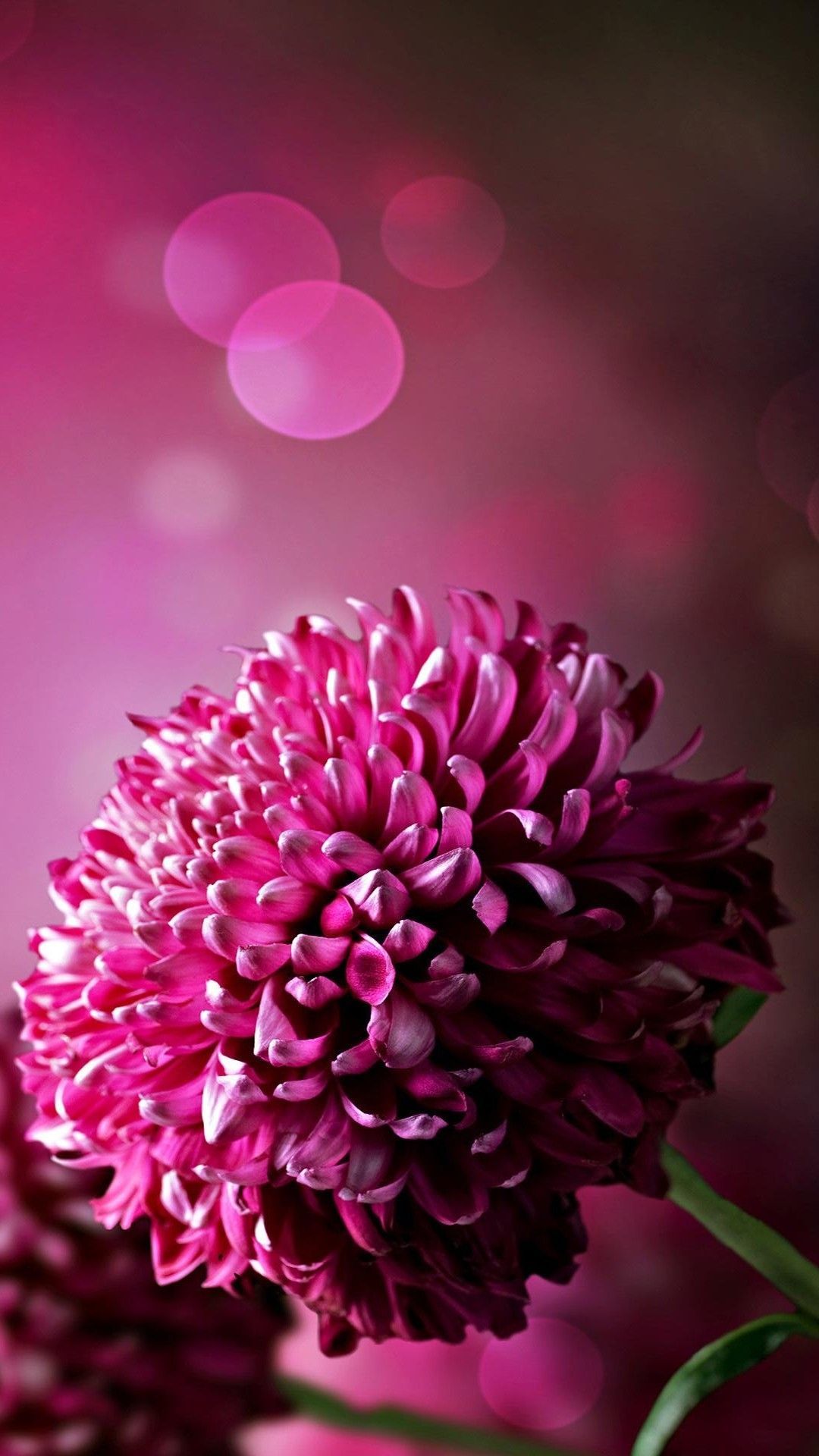 Flower Mobile Wallpapers - Wallpaper Cave