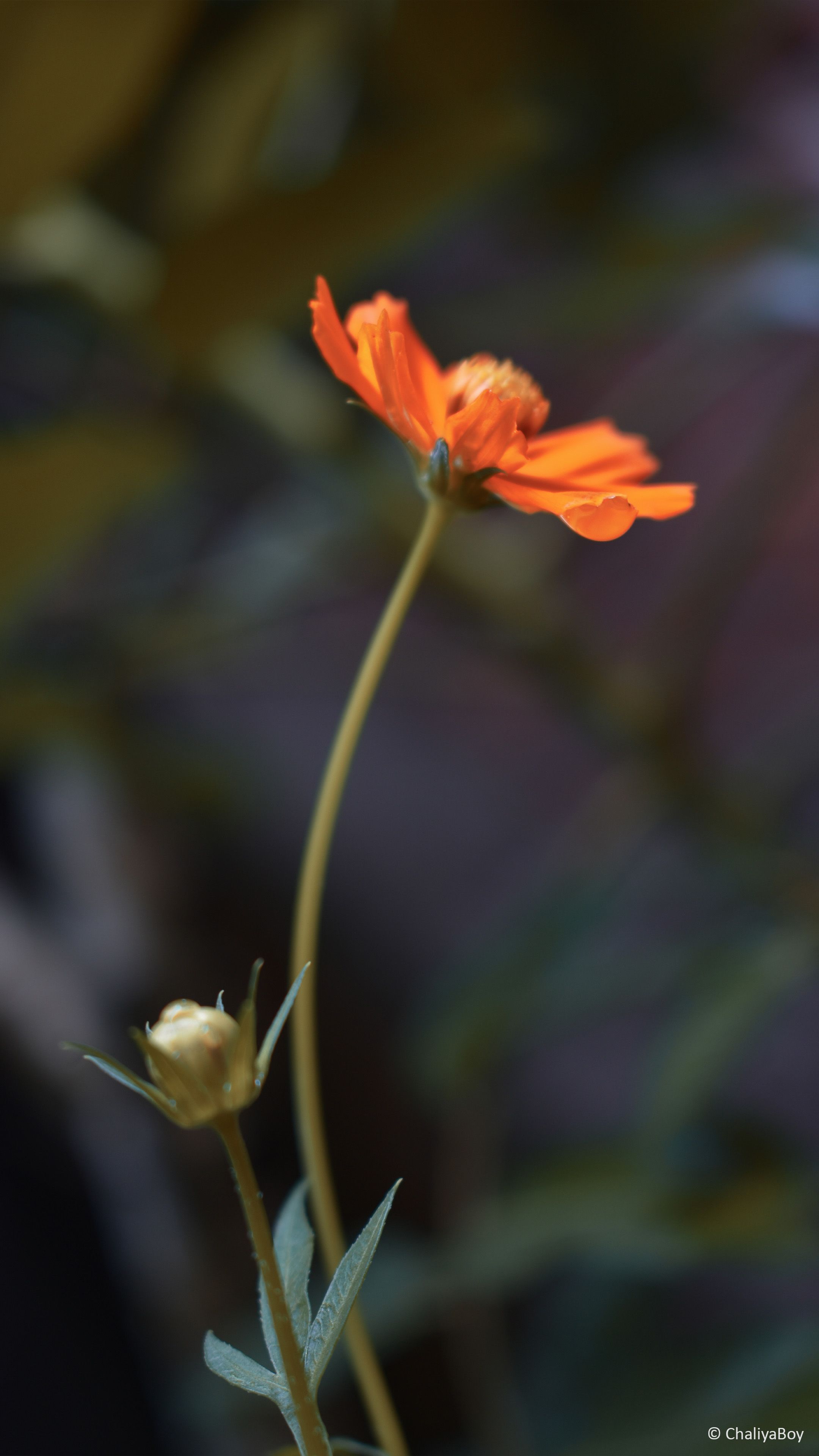 Coreopsis Tickseed Flower Free 4K Ultra HD Mobile Wallpaper