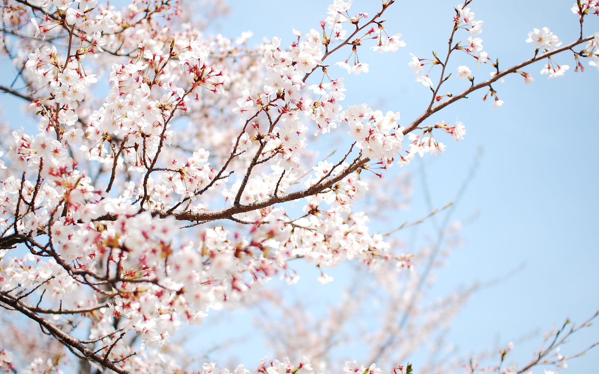 SPRING in harmony with the seasons and Chinese Medicine