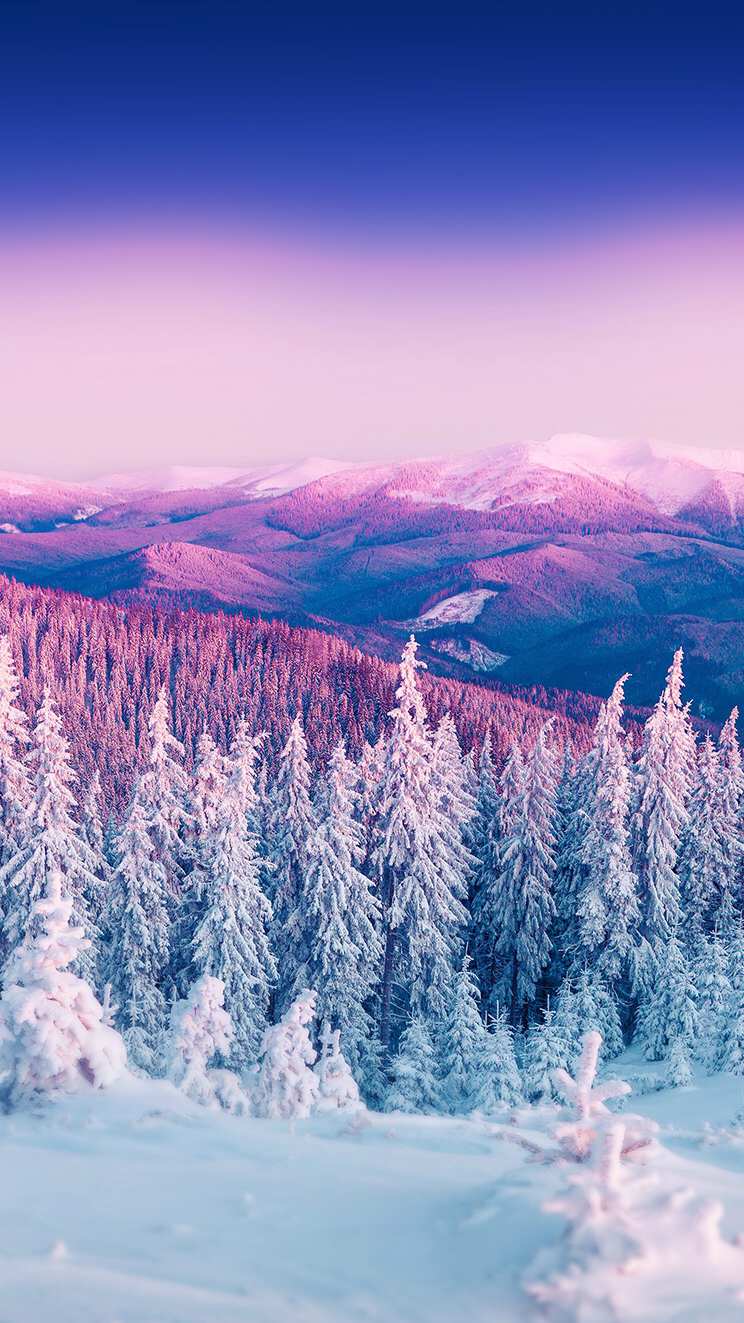 Winter Scenary White Forest Beautiful Nature Wallpaper