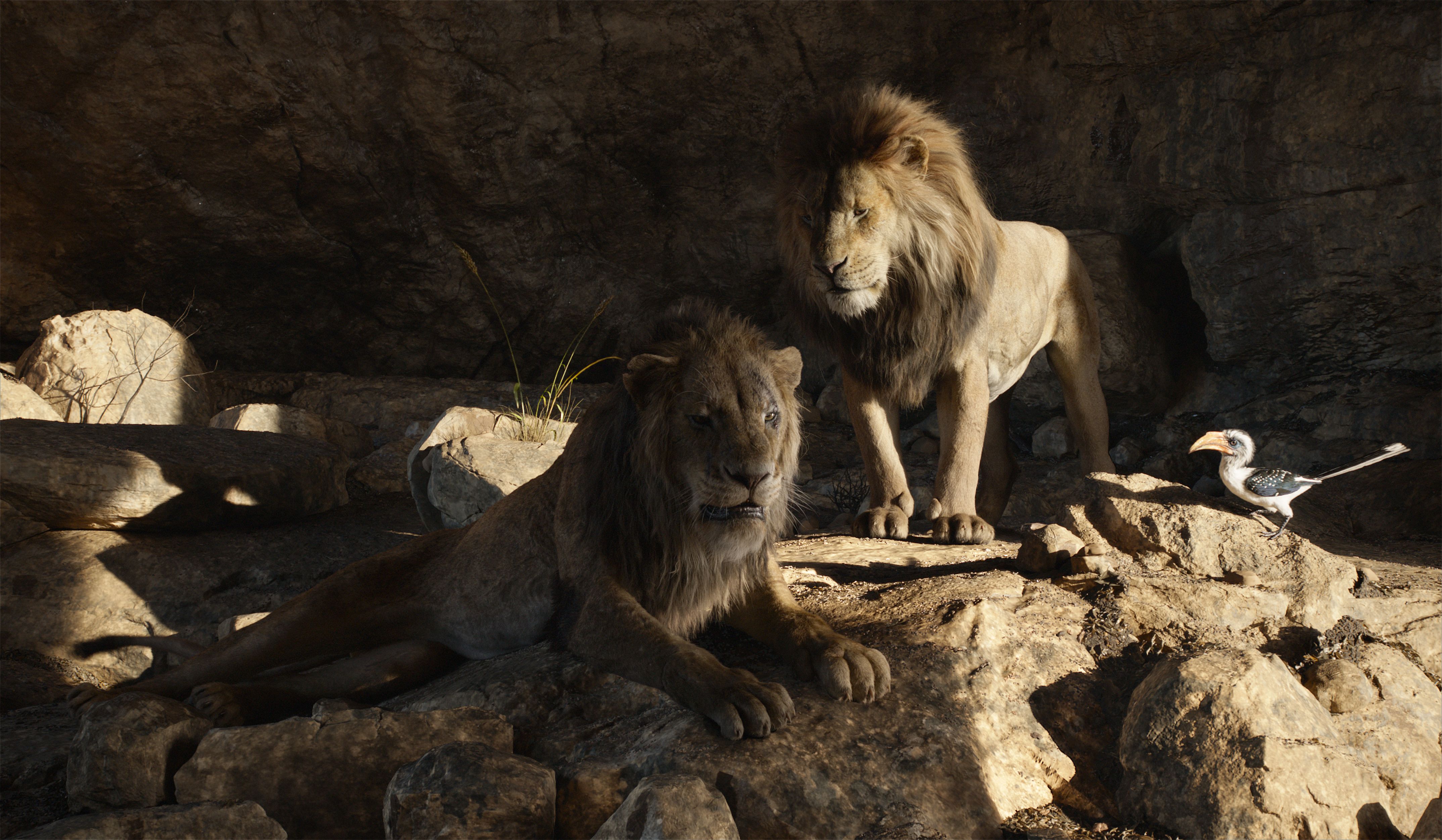 The Lion King (2019) 4k Ultra HD Wallpaper