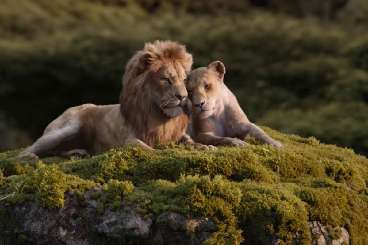 Are Simba and Nala related? A lion expert weighs in