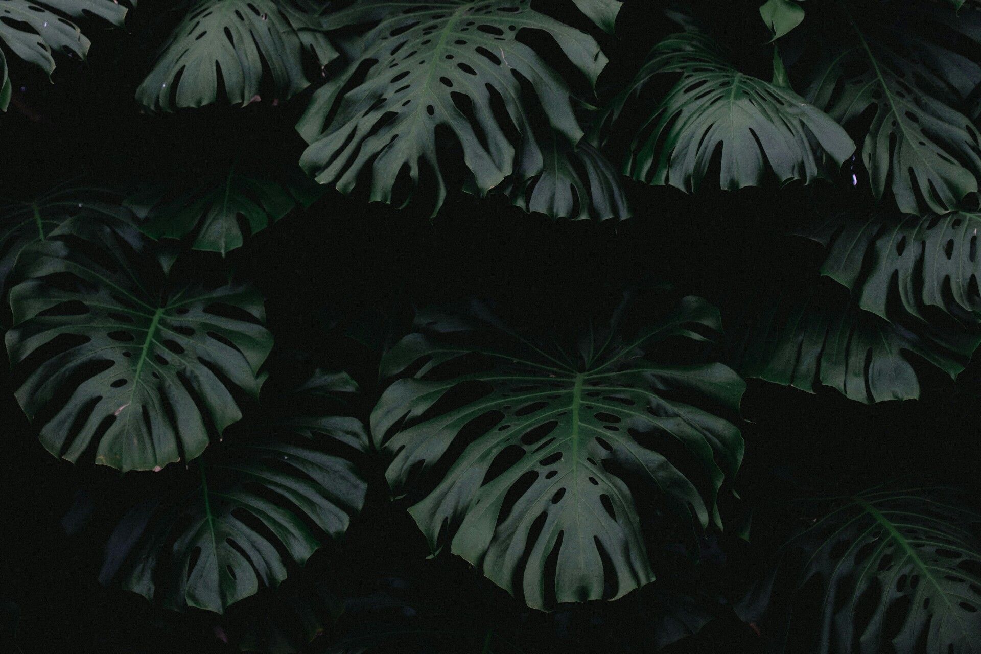 dark shadows. Plant wallpaper, Dark