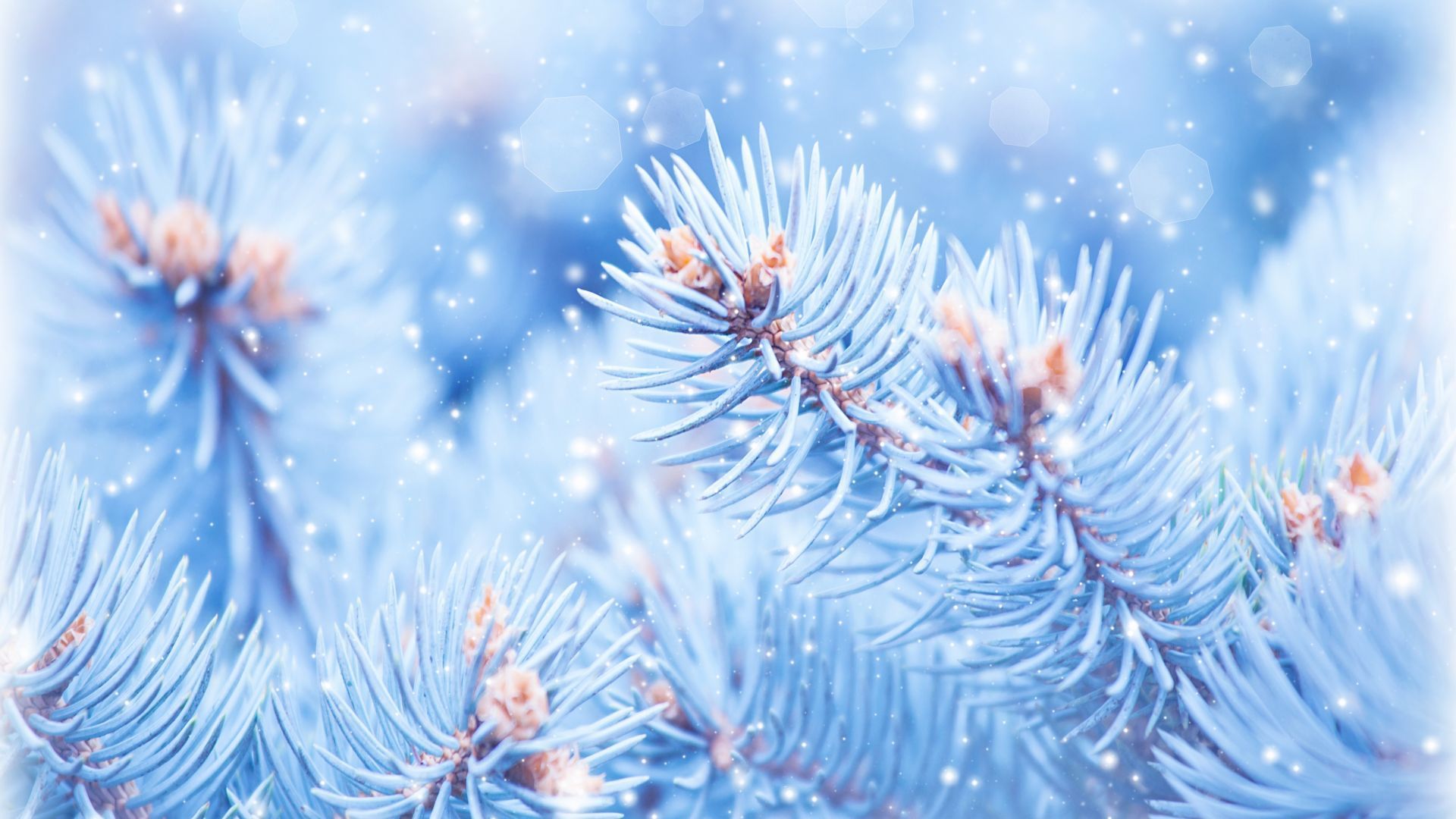 Fir Tree, 5k, 4k Wallpaper, Christmas, Winter, Blue Horizontal