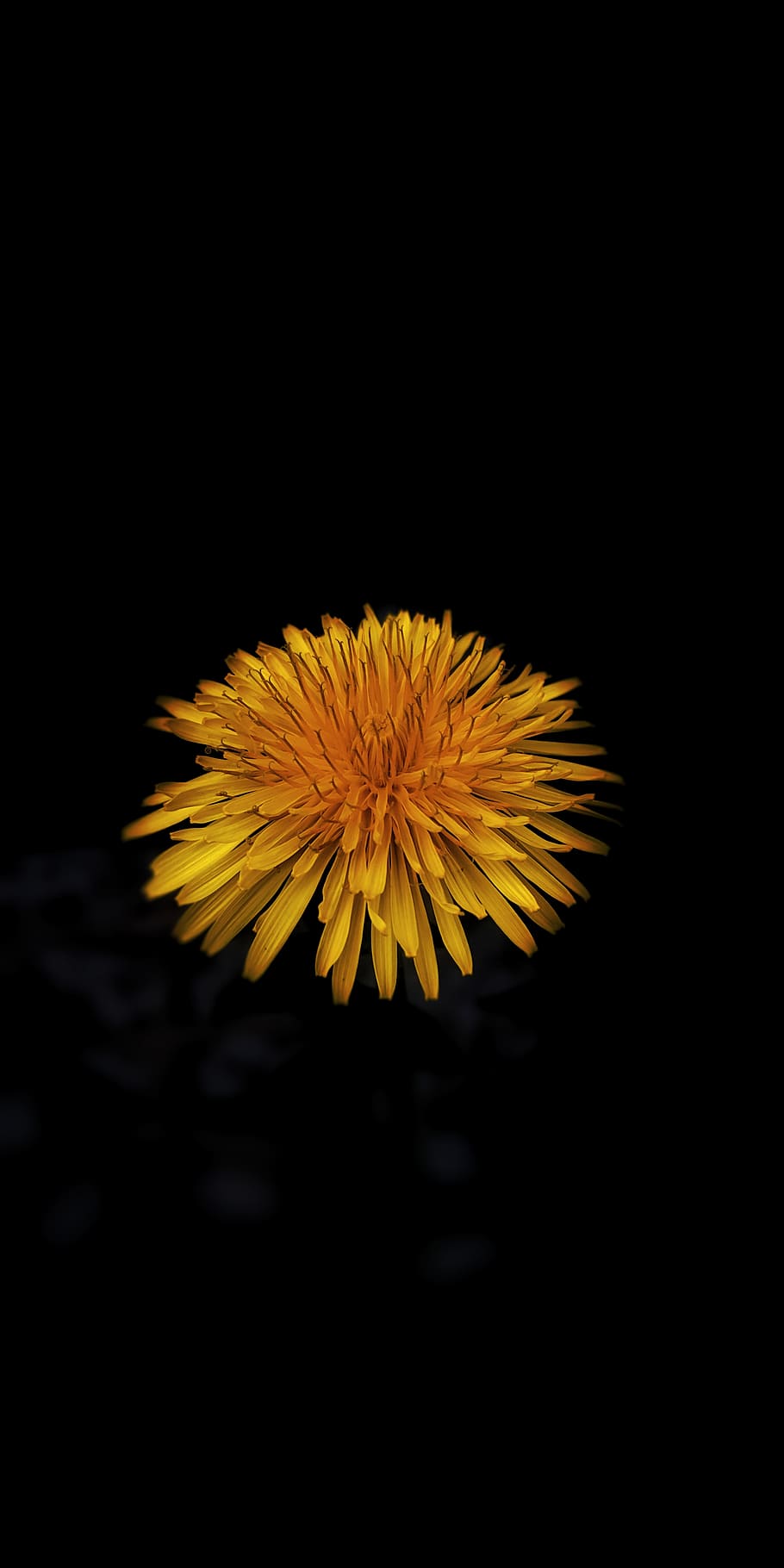 Flower, spring, black background, smartphone photography 1080P, 2K