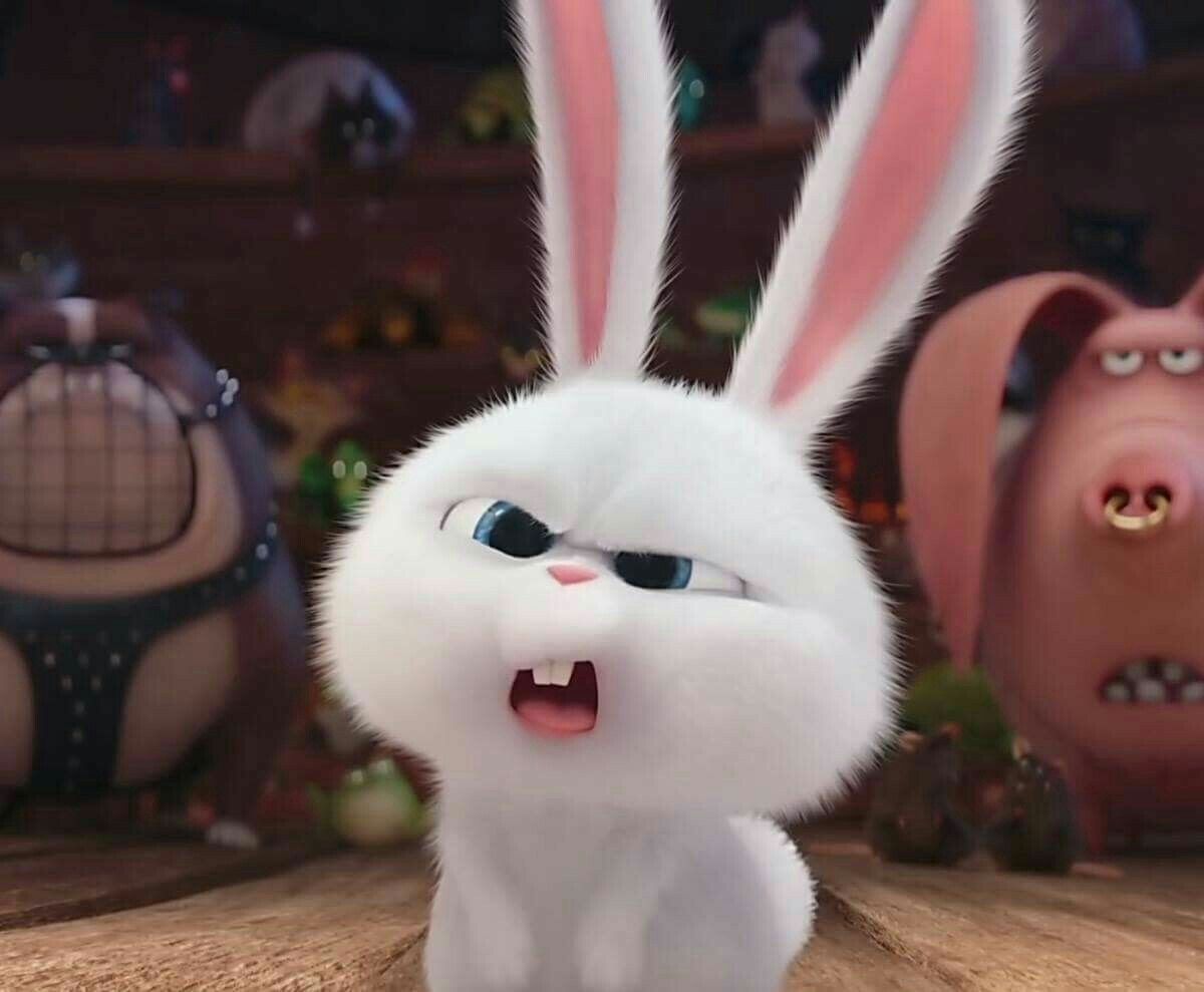 Bunny. Cute bunny cartoon, Cute cartoon