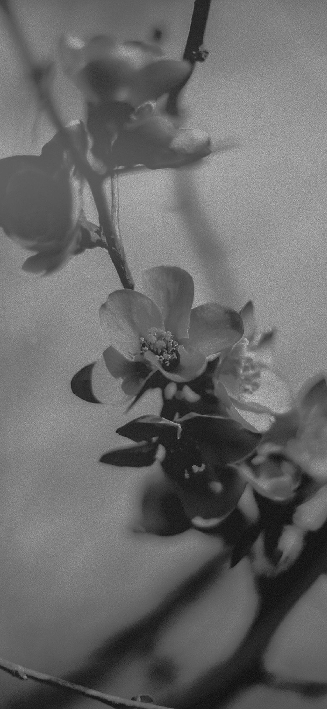 Flower Nostalgia Tree Spring Blossom Nature Bw Dark iPhone X