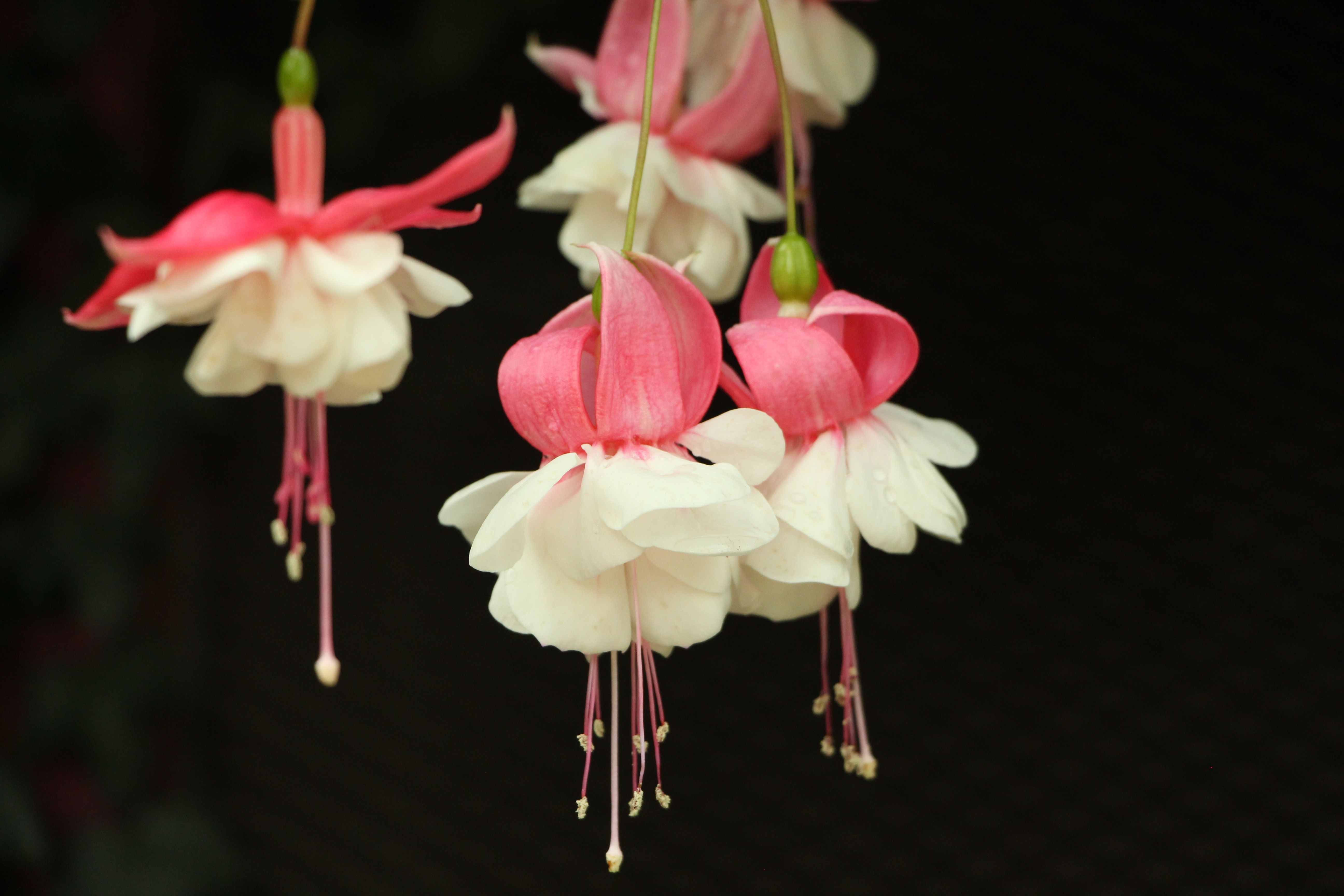 5184x3456 #plant, #garden, #flower, #pink, #PNG image