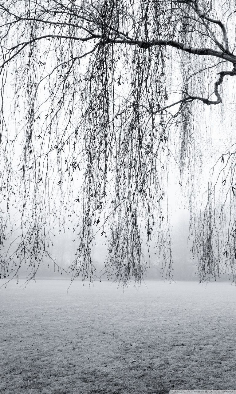 Spring Mist Black and White Ultra HD Desktop Background Wallpaper