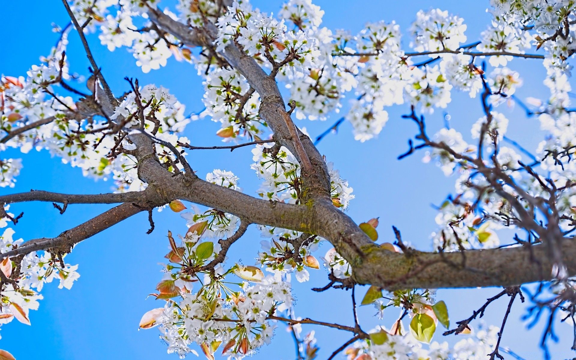 Spring Pear Tree