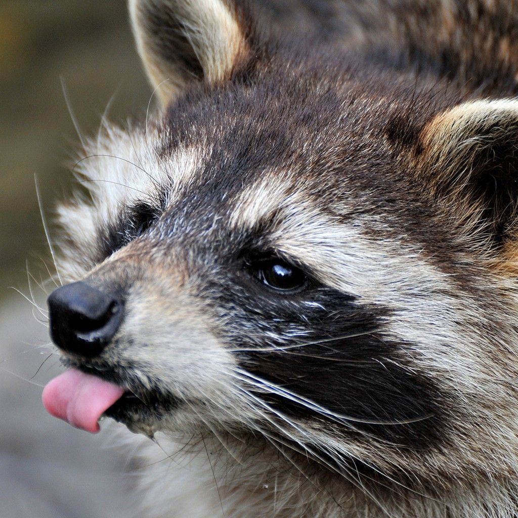 ✧ Squirrels, Opossums, & Raccoons