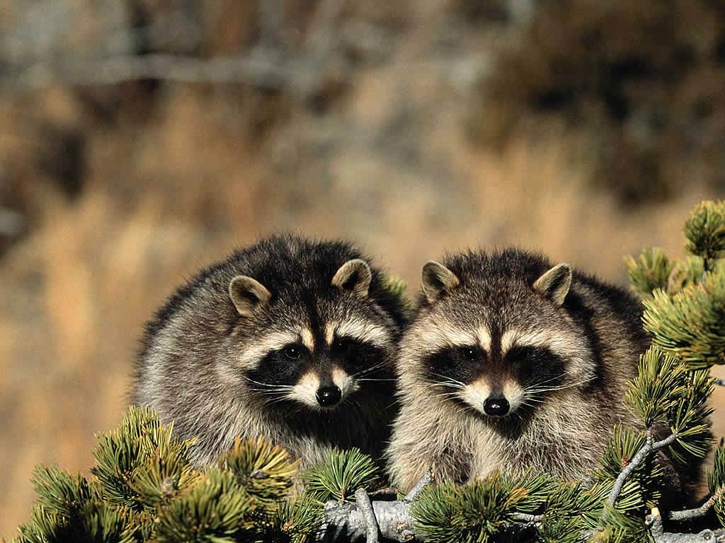 Raccoon HD Wallpaperwallpaper.net