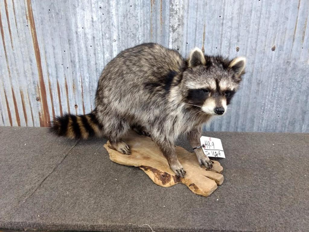 The internet fat shamed my raccoon