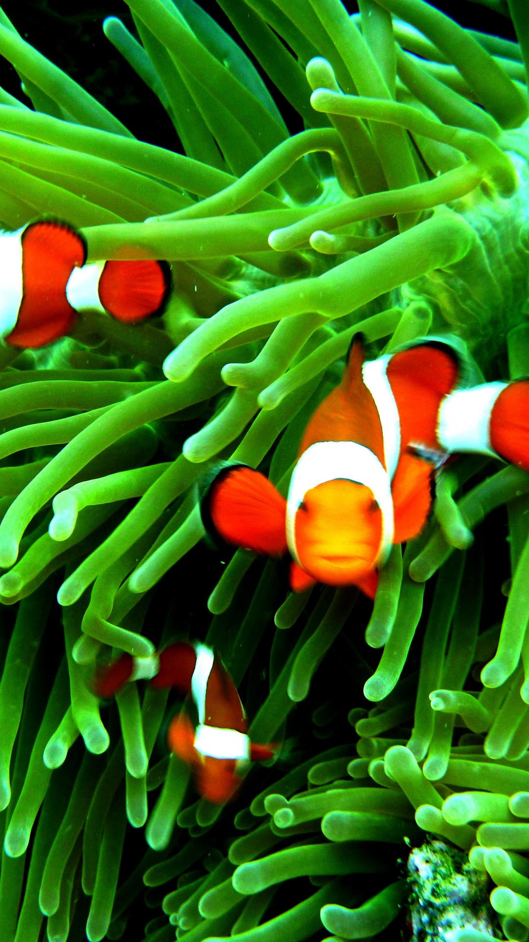 Clown Fish Wallpapers posted by Michelle Cunningham
