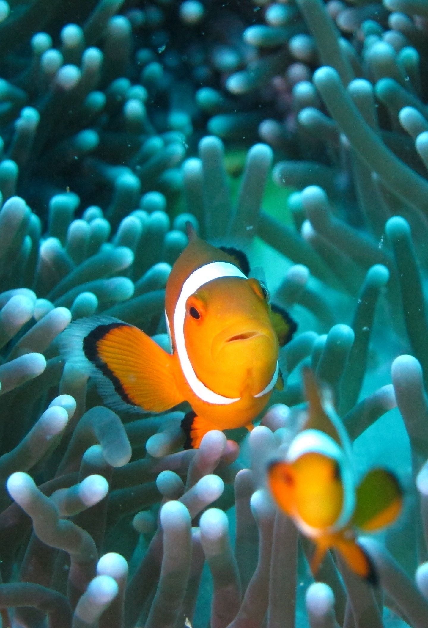 Download 1440x2560 wallpapers clownfish, fish, underwater, aquarium