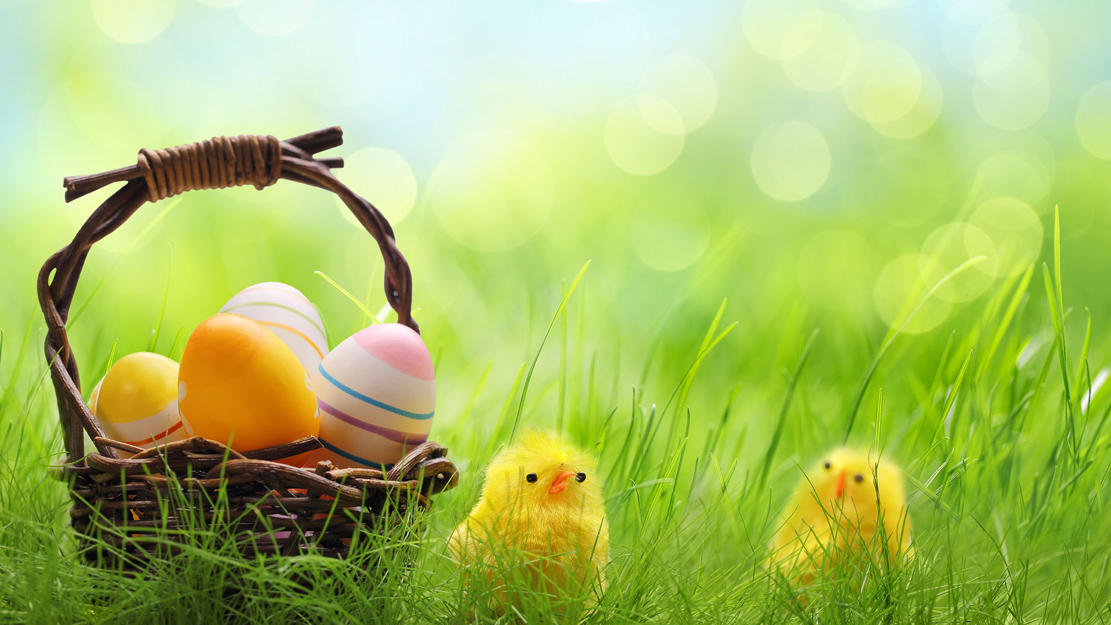 Easter Egger Chickens Wallpapers - Wallpaper Cave.