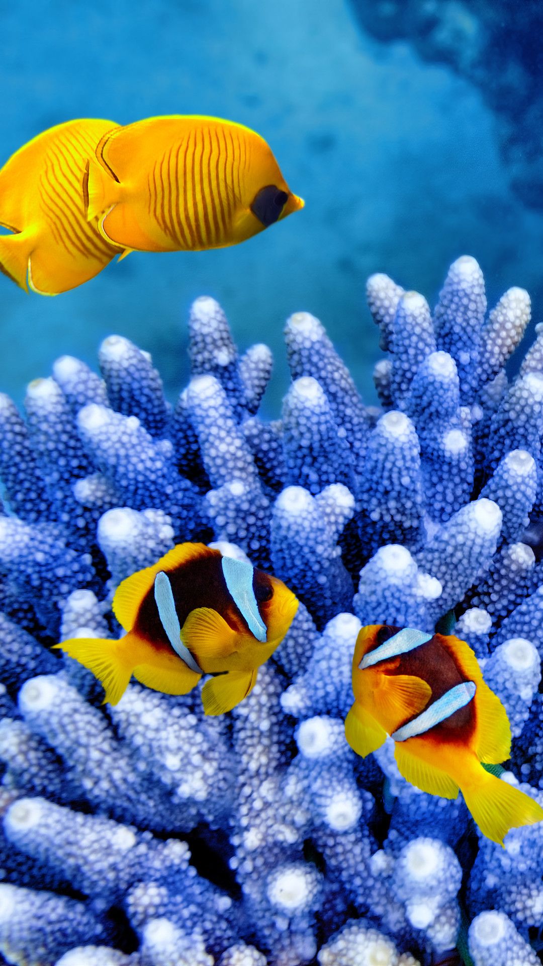 Clown Fish Wallpapers Wallpapers