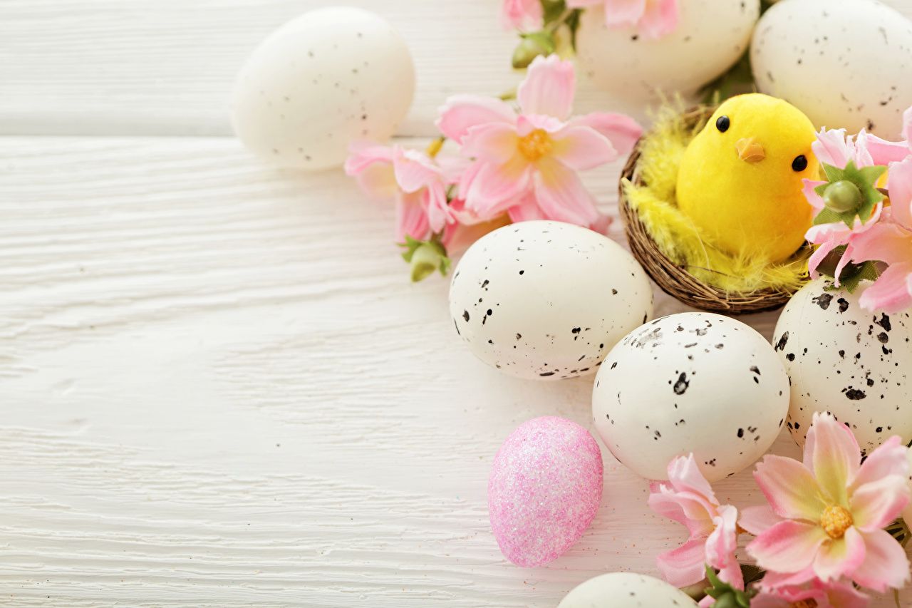 Wallpaper Easter Chicks Eggs Nest Holidays boards