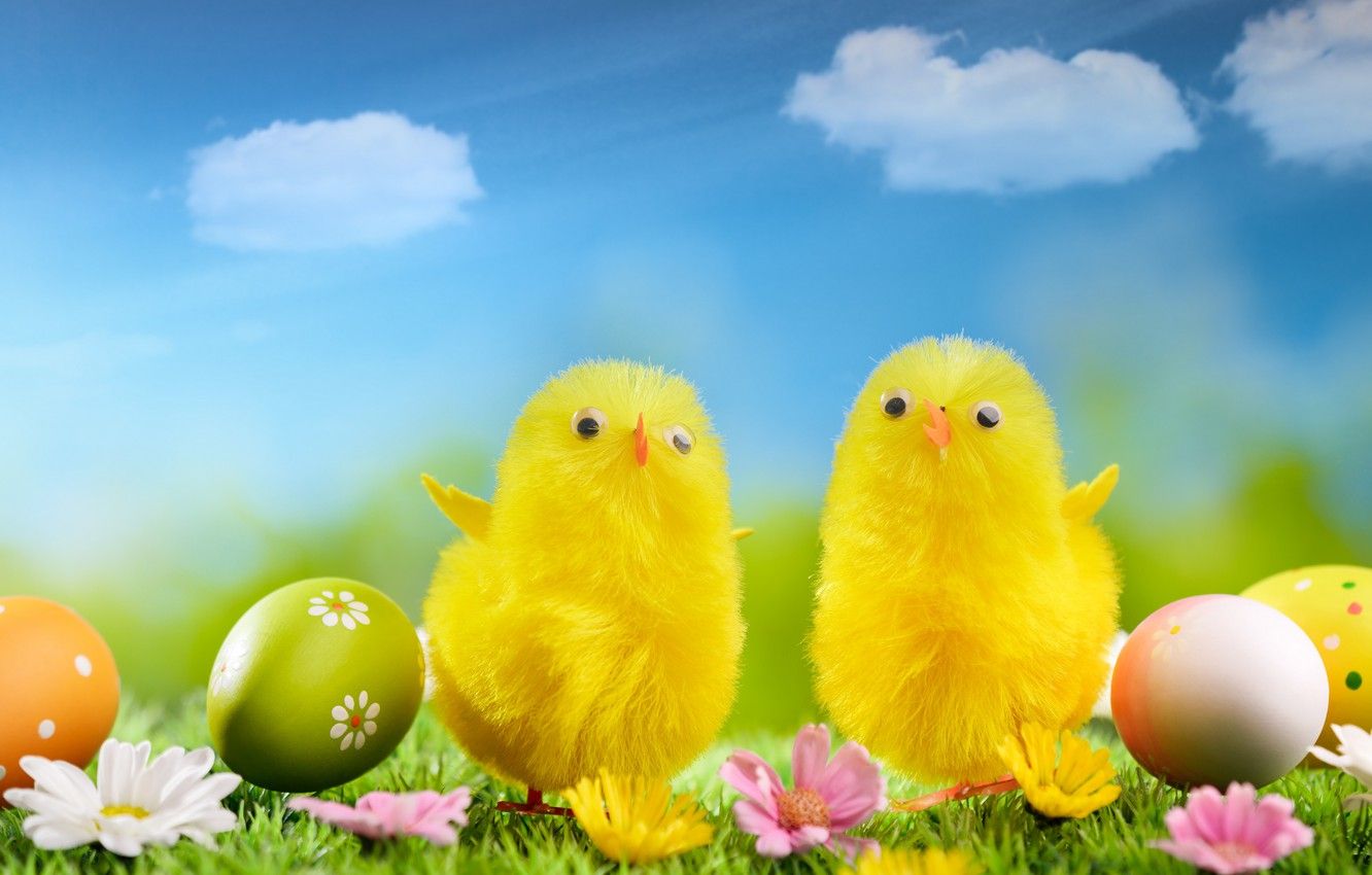 Wallpaper flowers, holiday, chickens, eggs, Easter, weed image