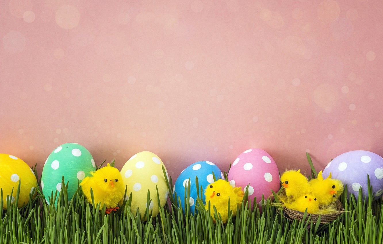 Wallpaper grass, chickens, spring, Easter, pink, spring, Easter
