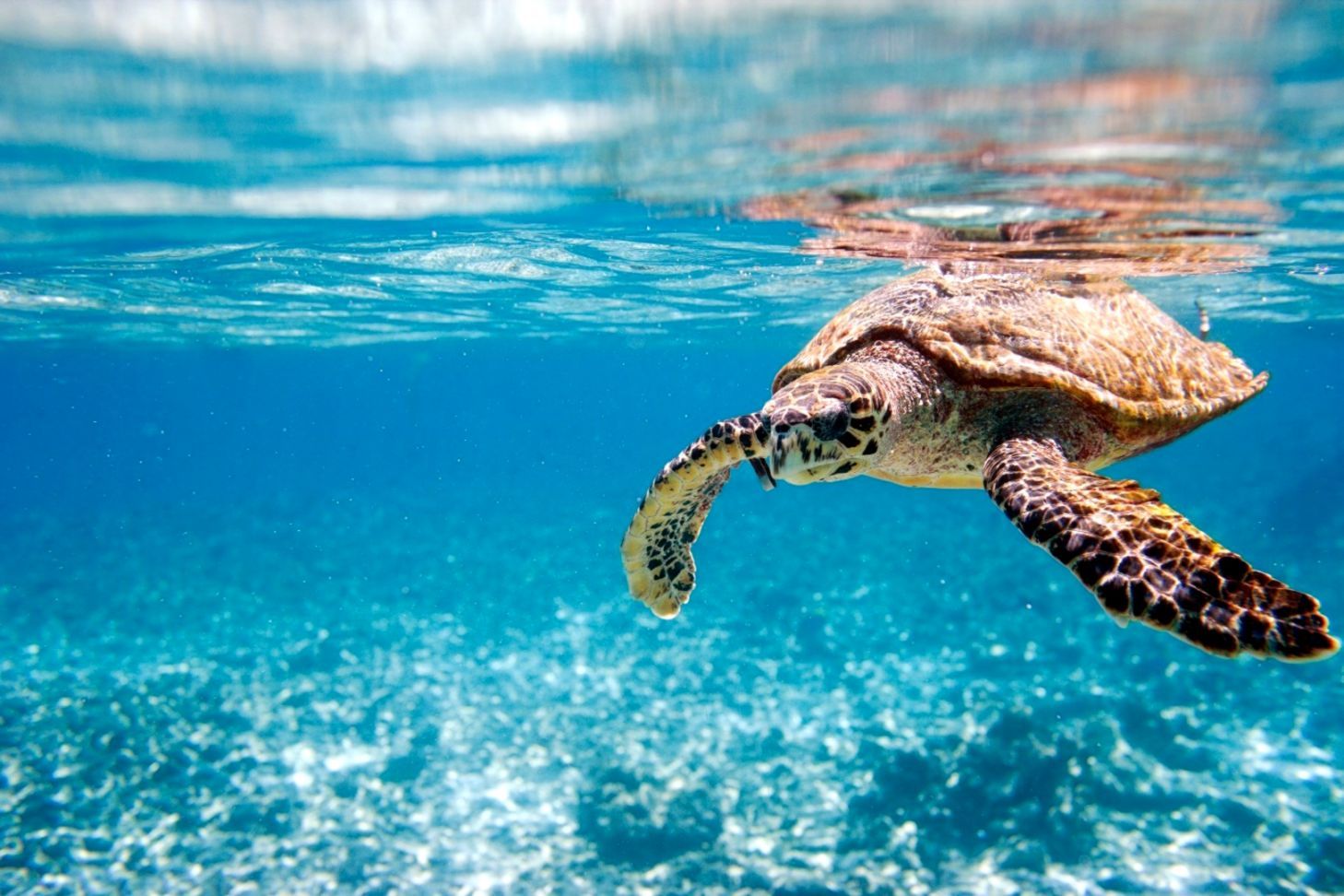 Sea Turtle Desktop Background