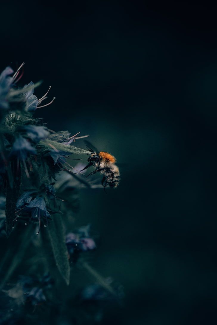 HD Wallpaper: Brown Honeybee, Bumblebee, Insect, Flower, Close Up