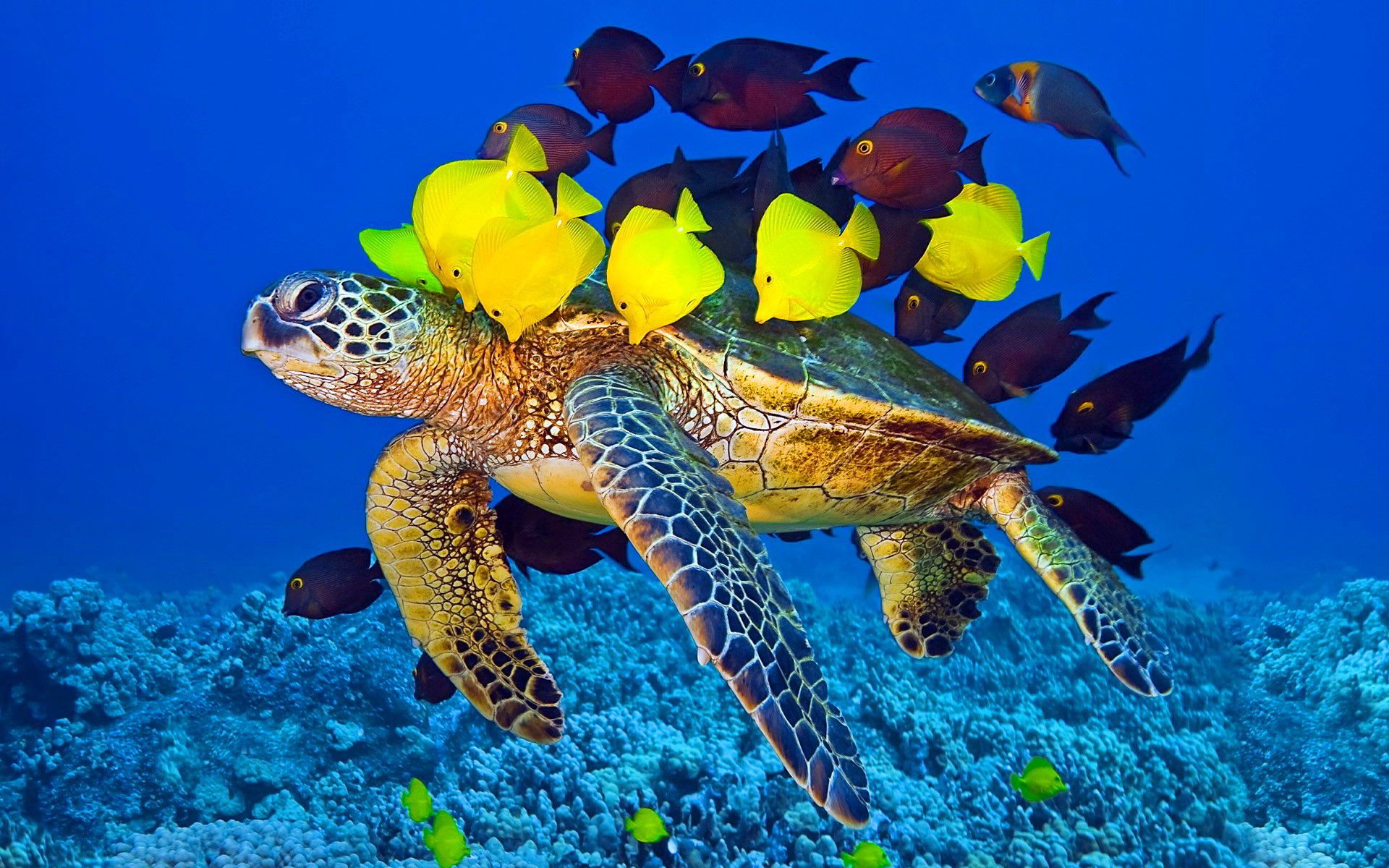 Sea Turtle Wallpaper Background